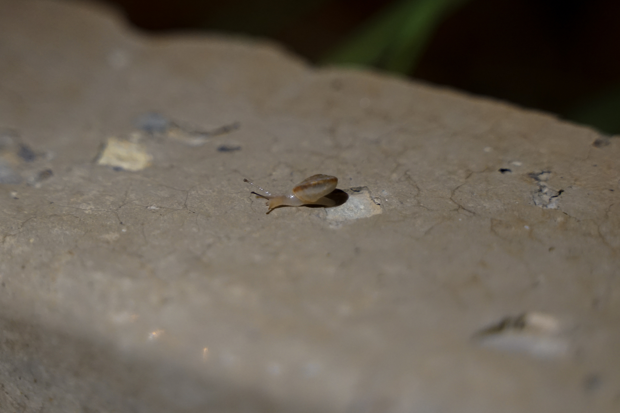 snail crawling on the road under street lights at night