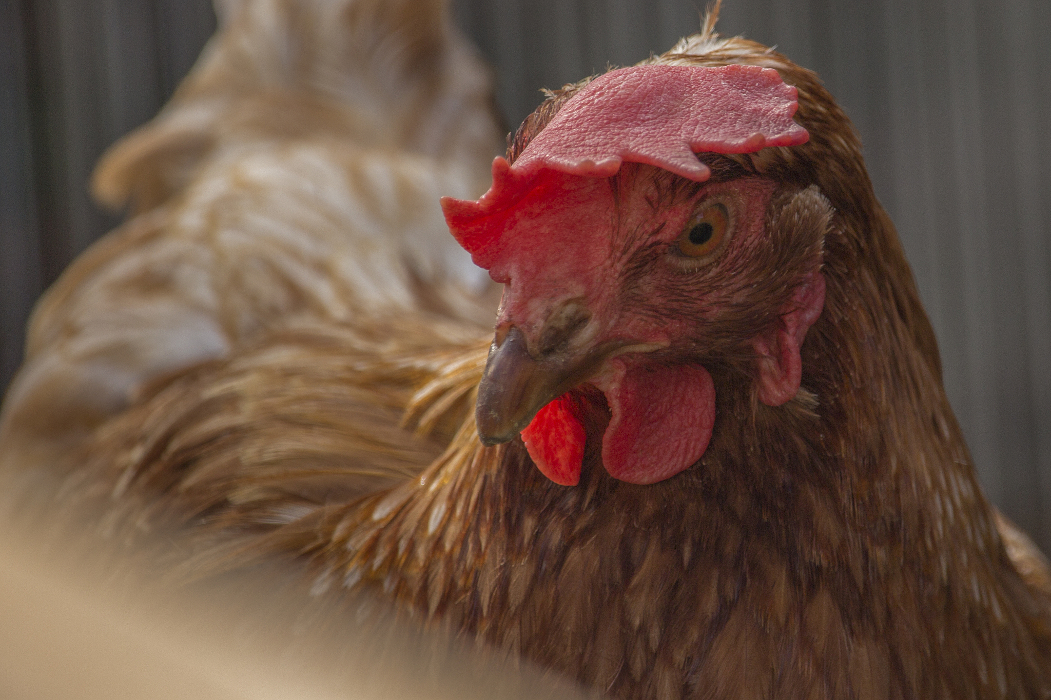 chicken