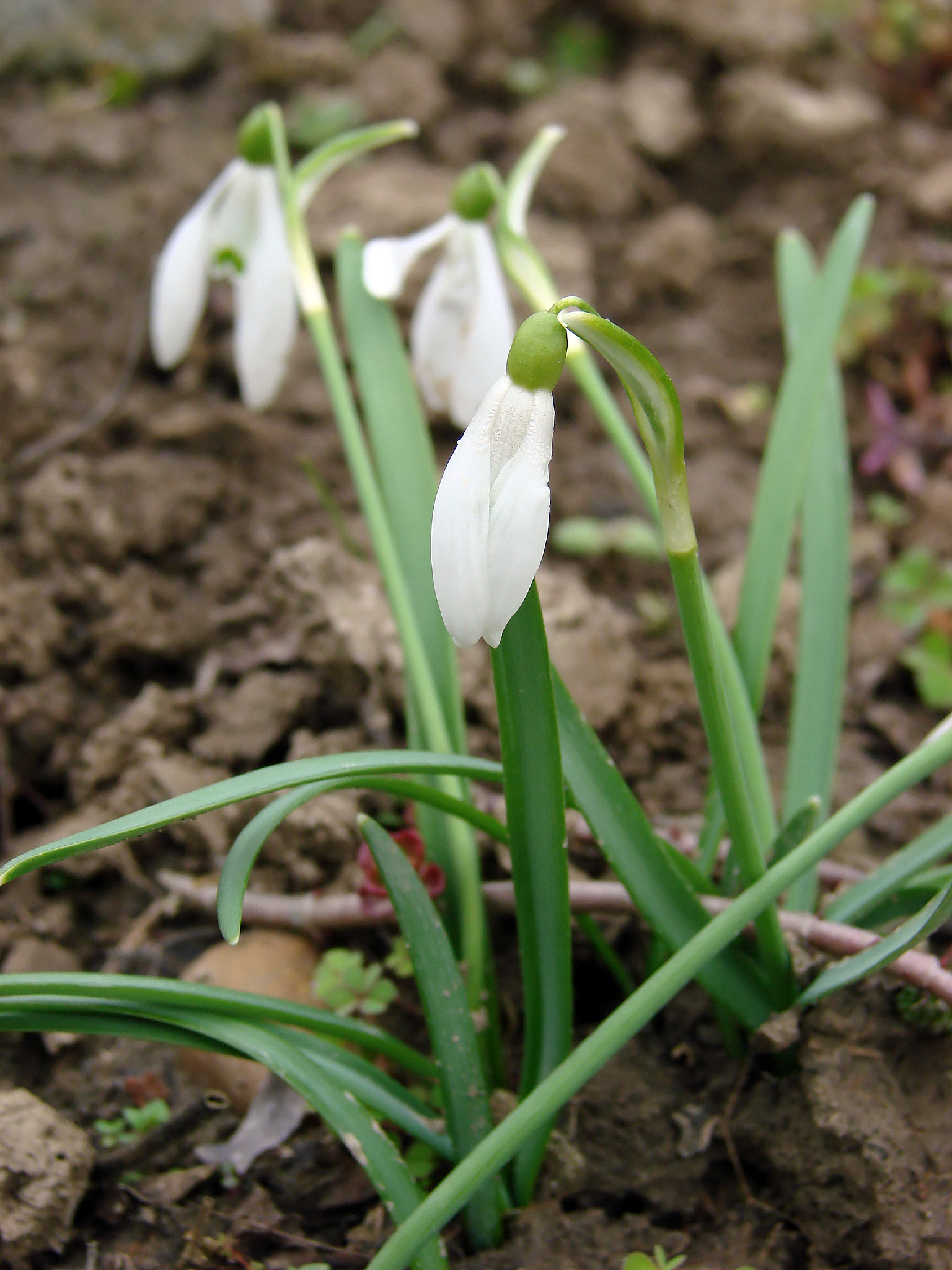 spring