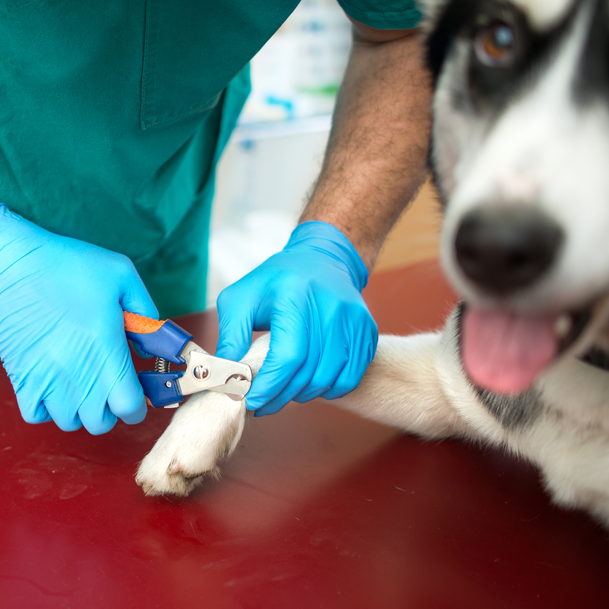 动物绝育方法大全：常见的6种方式及优缺点