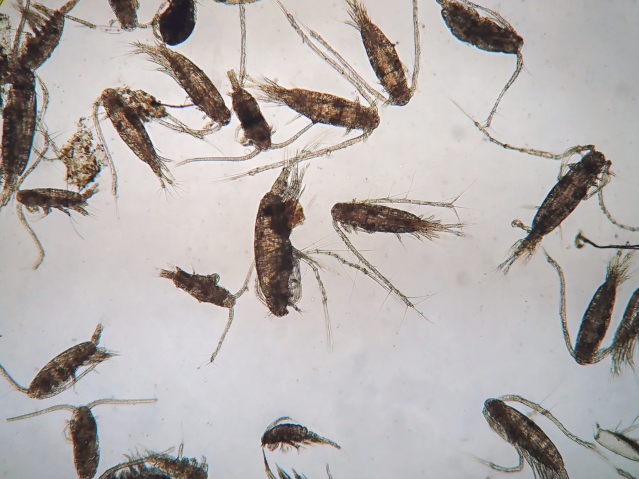 水稻田打钻心虫后几天可以把稻田水排干？三天排水不行吗？帮我用200字详细描述