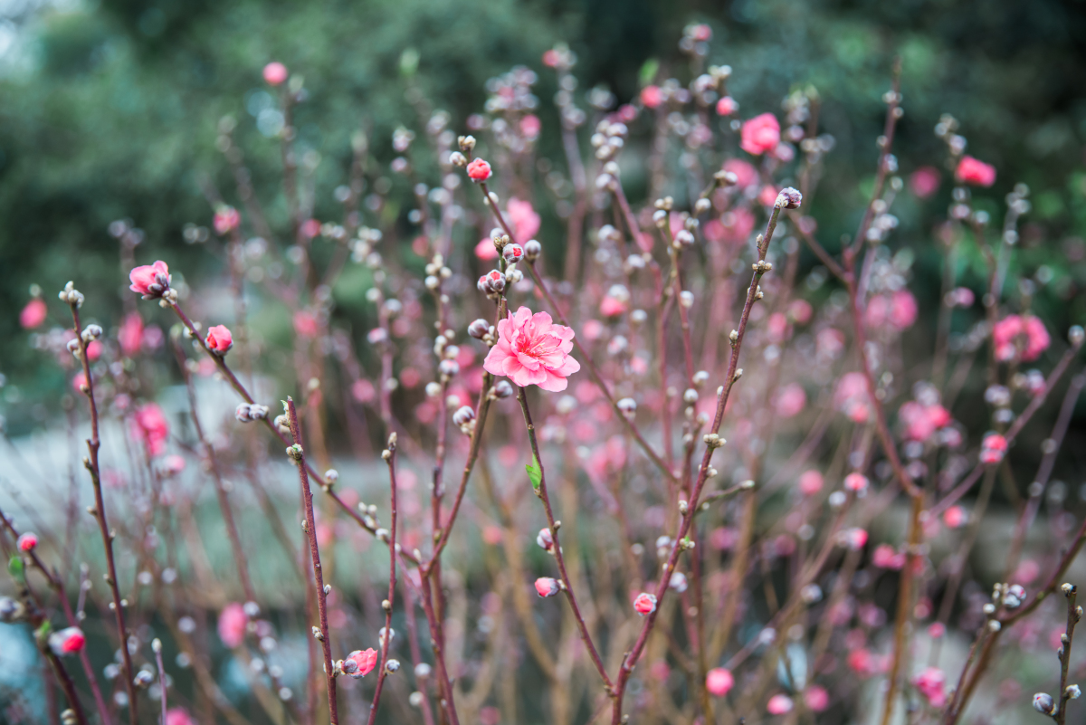 春天的诗：花开心间，感受生命之美