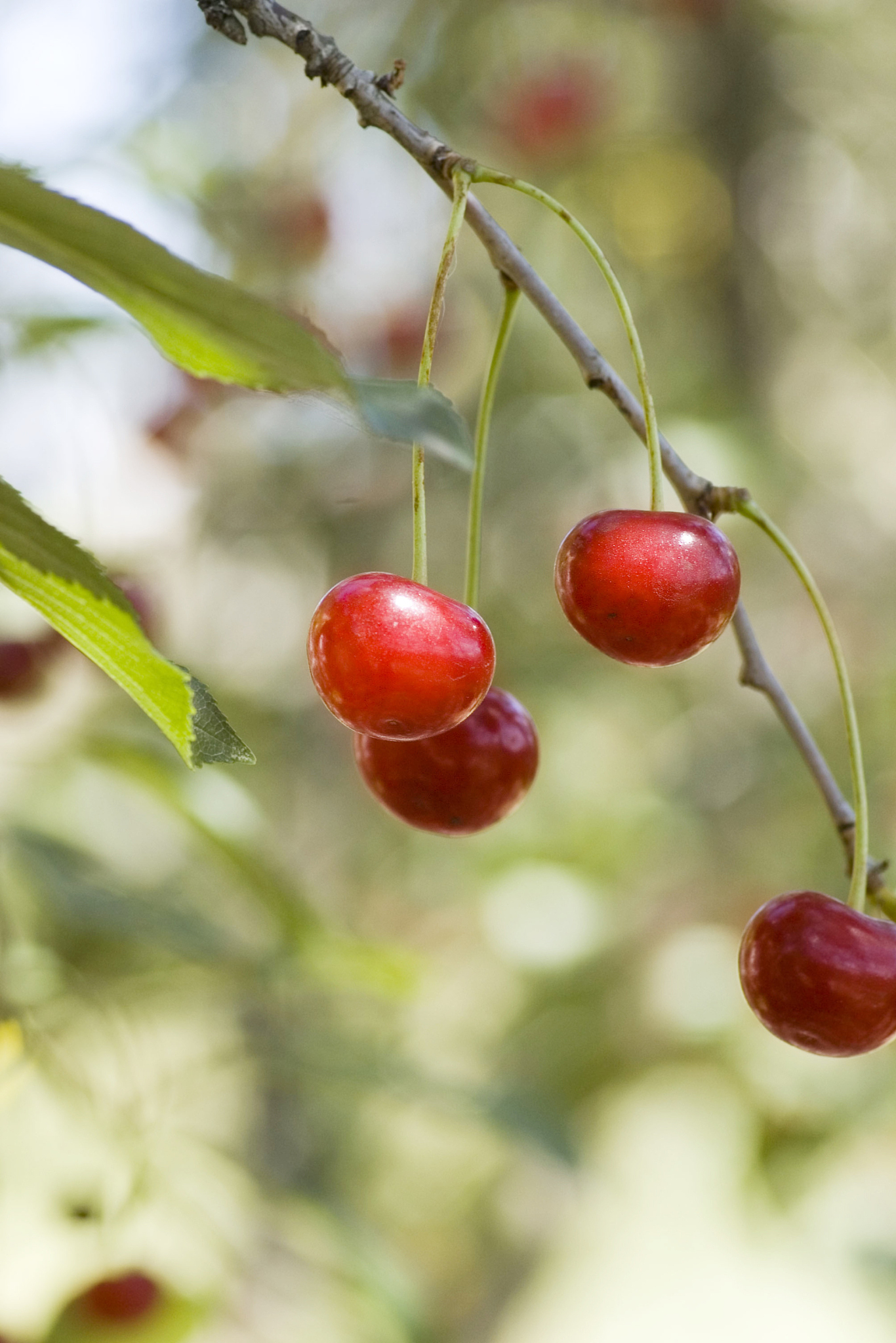 big sweet and juicily cherries on a tree
