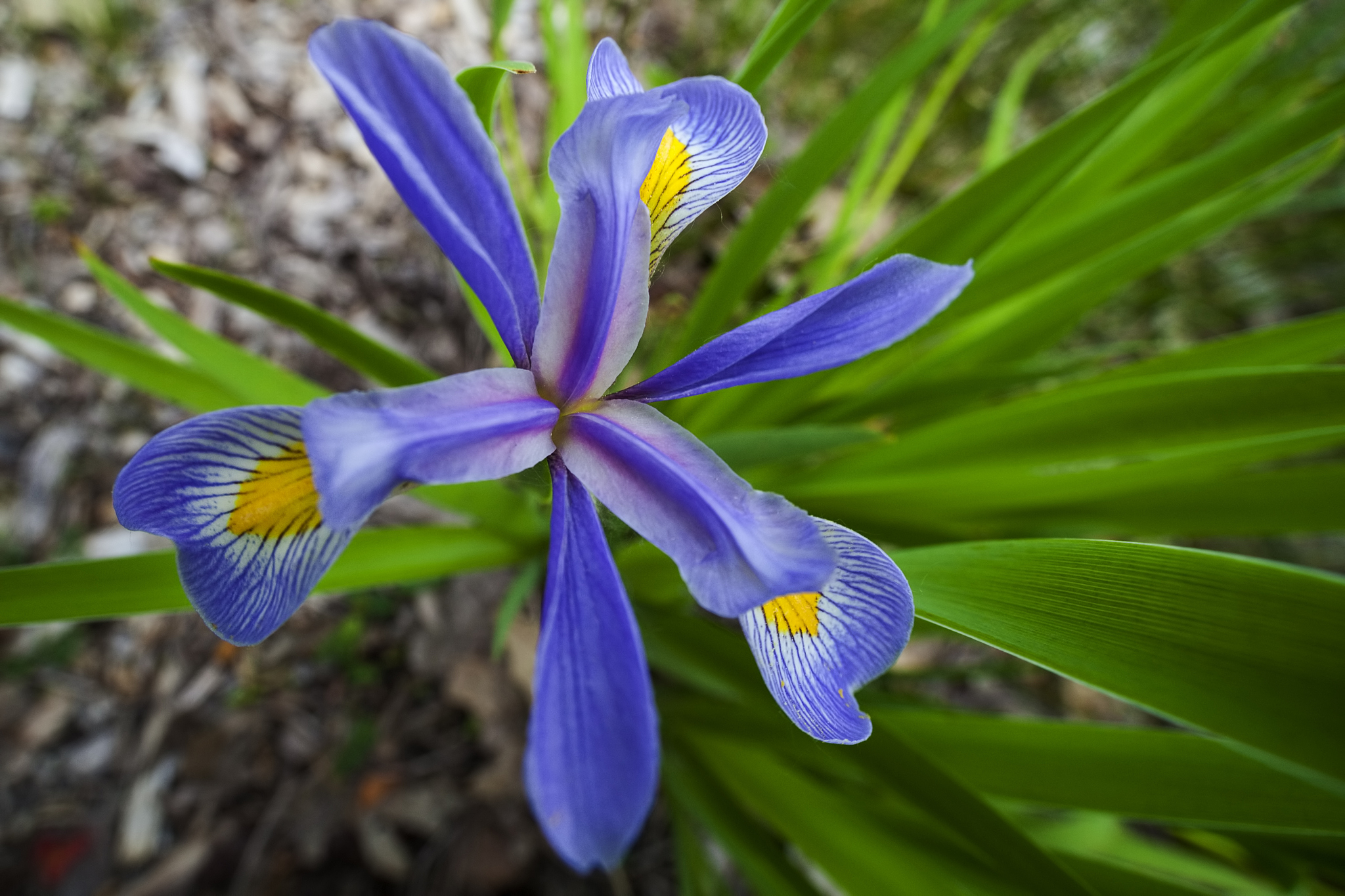 iris flower