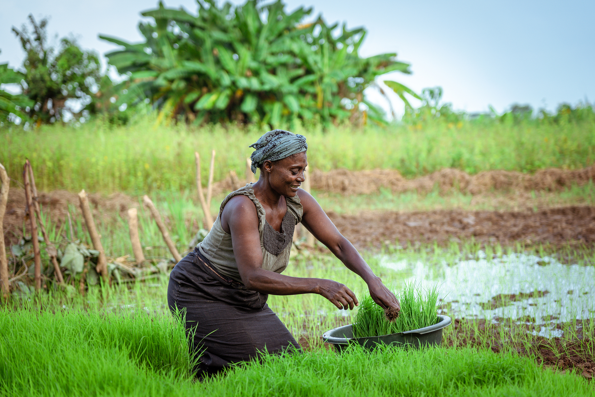 喀麥隆蕉農現況與處境：面對未來世界關鍵問題的思考