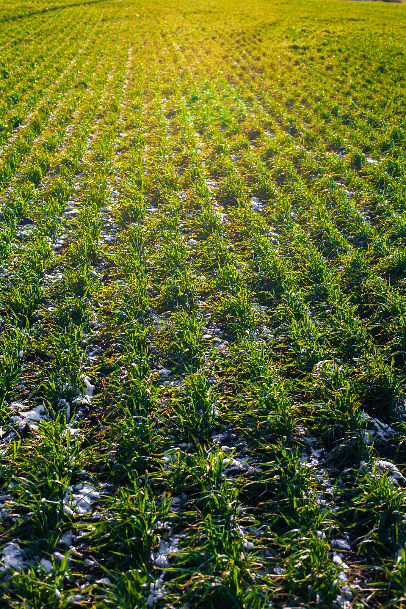 按照nature communications期刊的标准修改下面这个句子：Here we address this view with a 6-years field experiment in the North China Plains annual winter wheat and summer maize rotation system