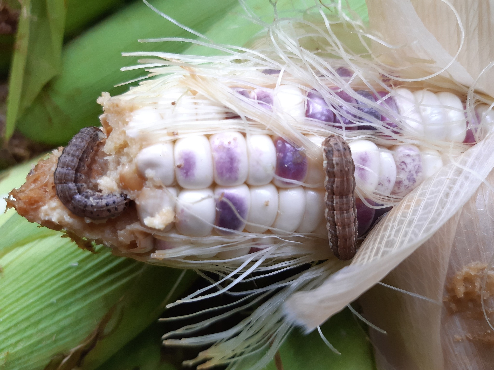 corn worms eat farmers' produce.