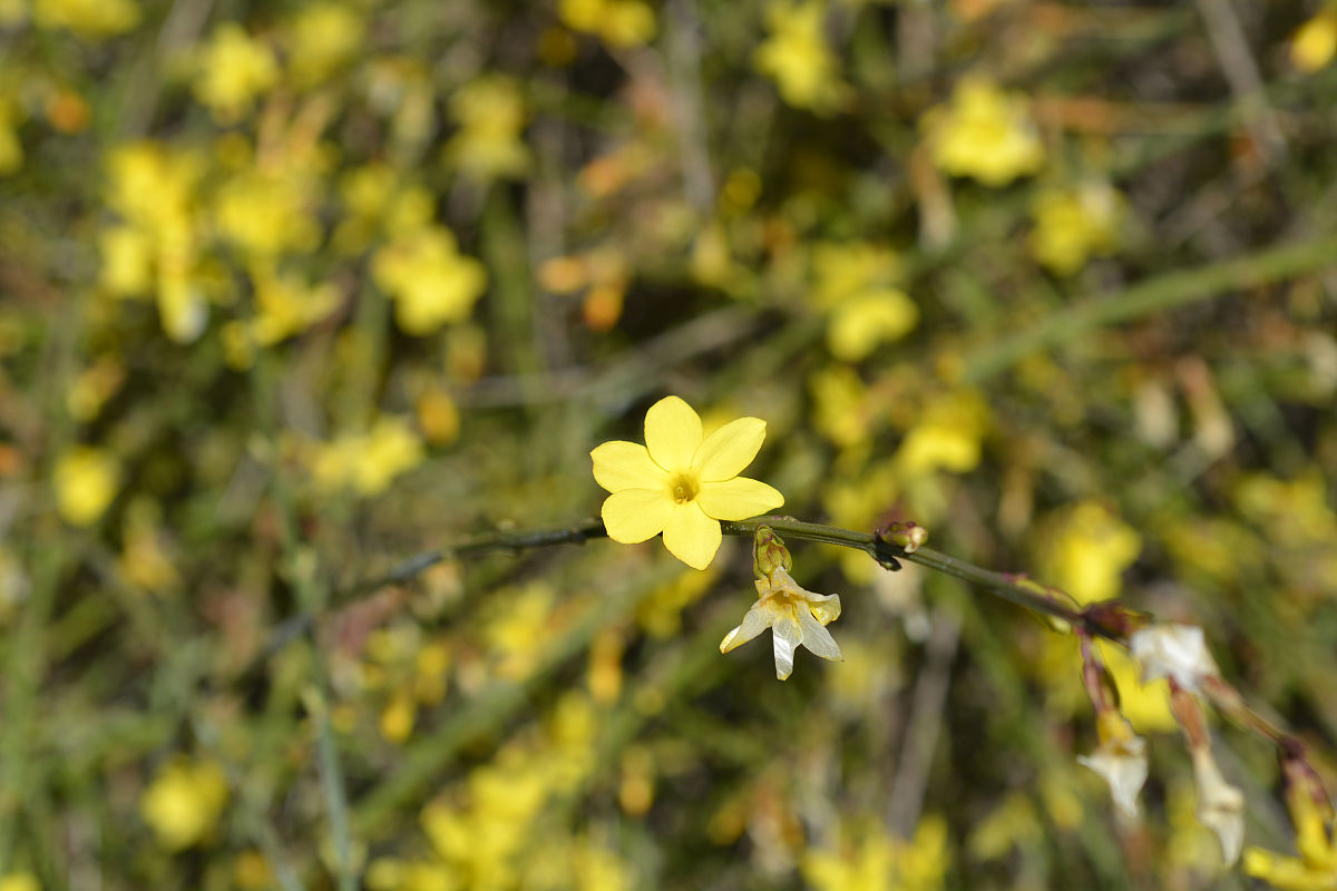 迎春花什么时候开？花期、特点及观赏价值介绍