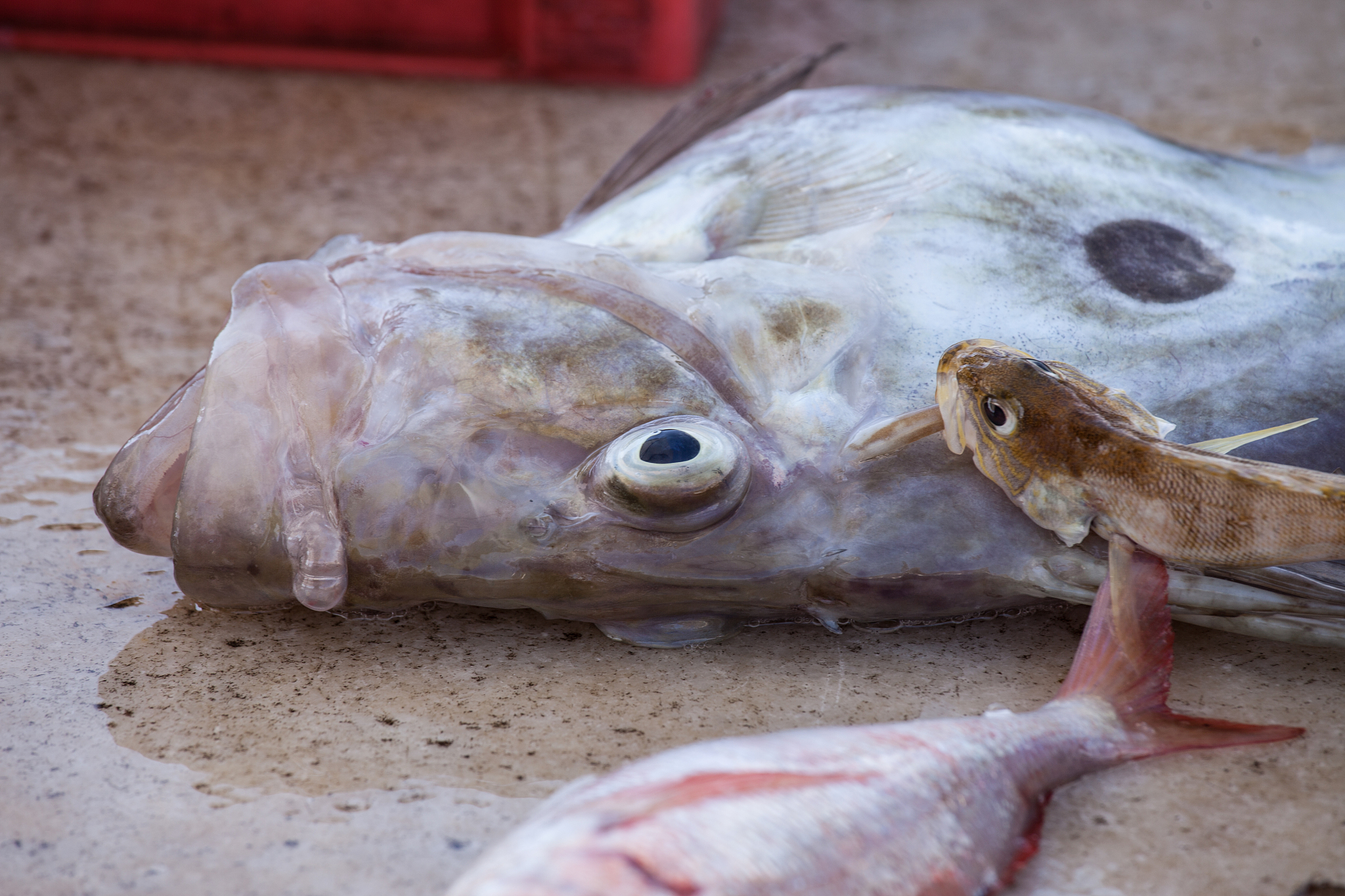 请帮我写1篇不少于800汉字的博客文章语言要幽默接地气。主题是：鲈鱼刺多吗