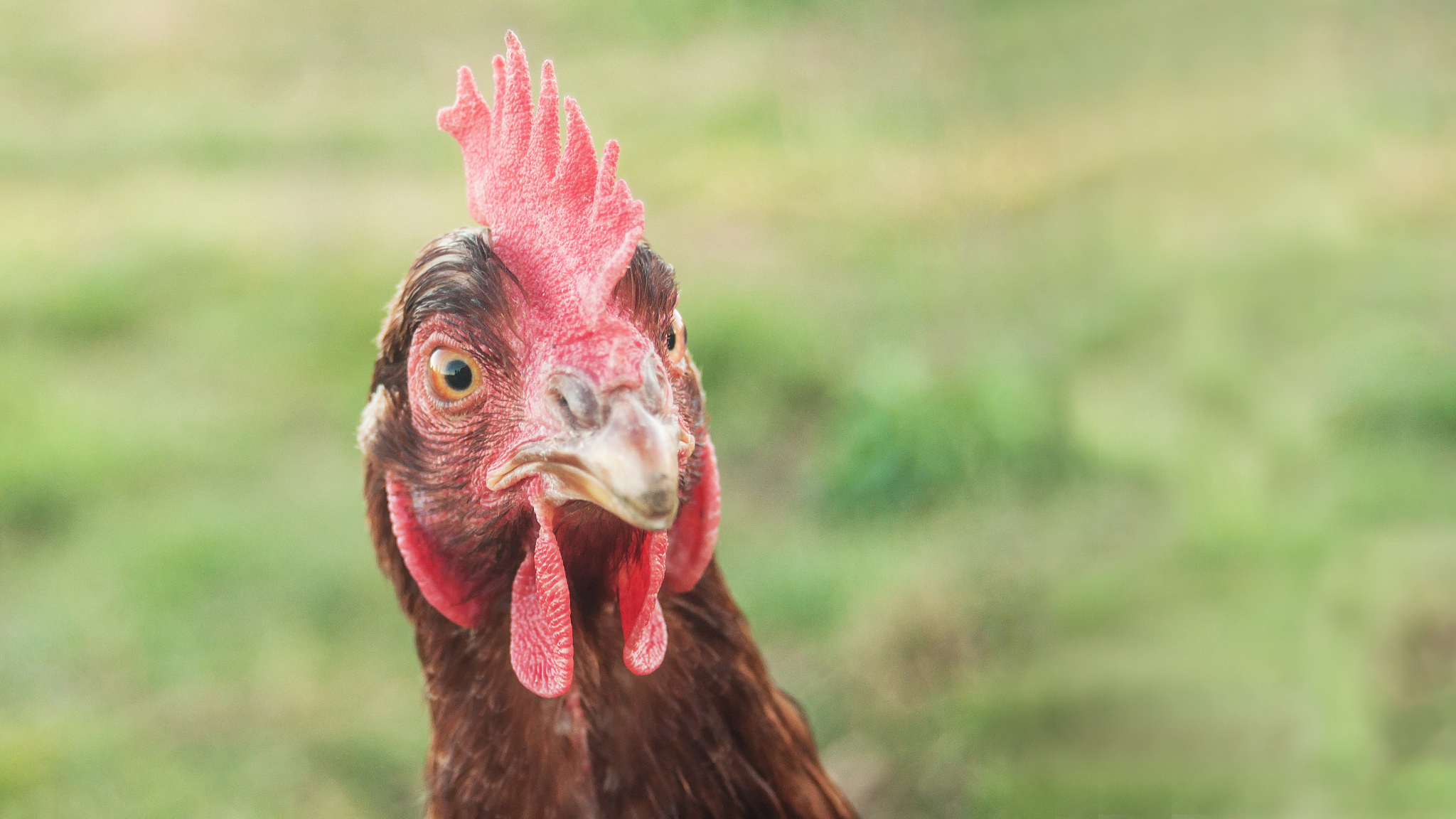 chicken in a traditional free range poultry farming