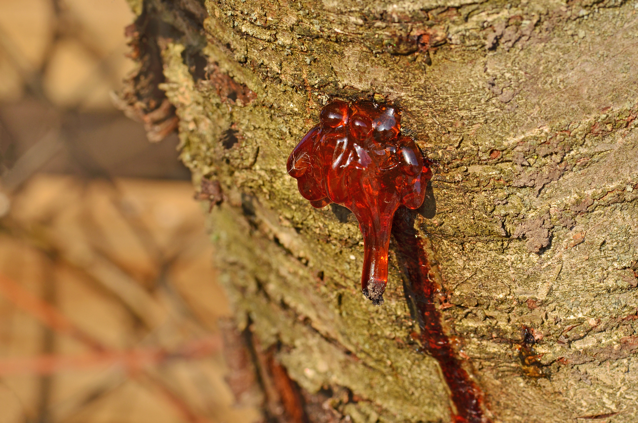 splashed resin over the bark of the wood.