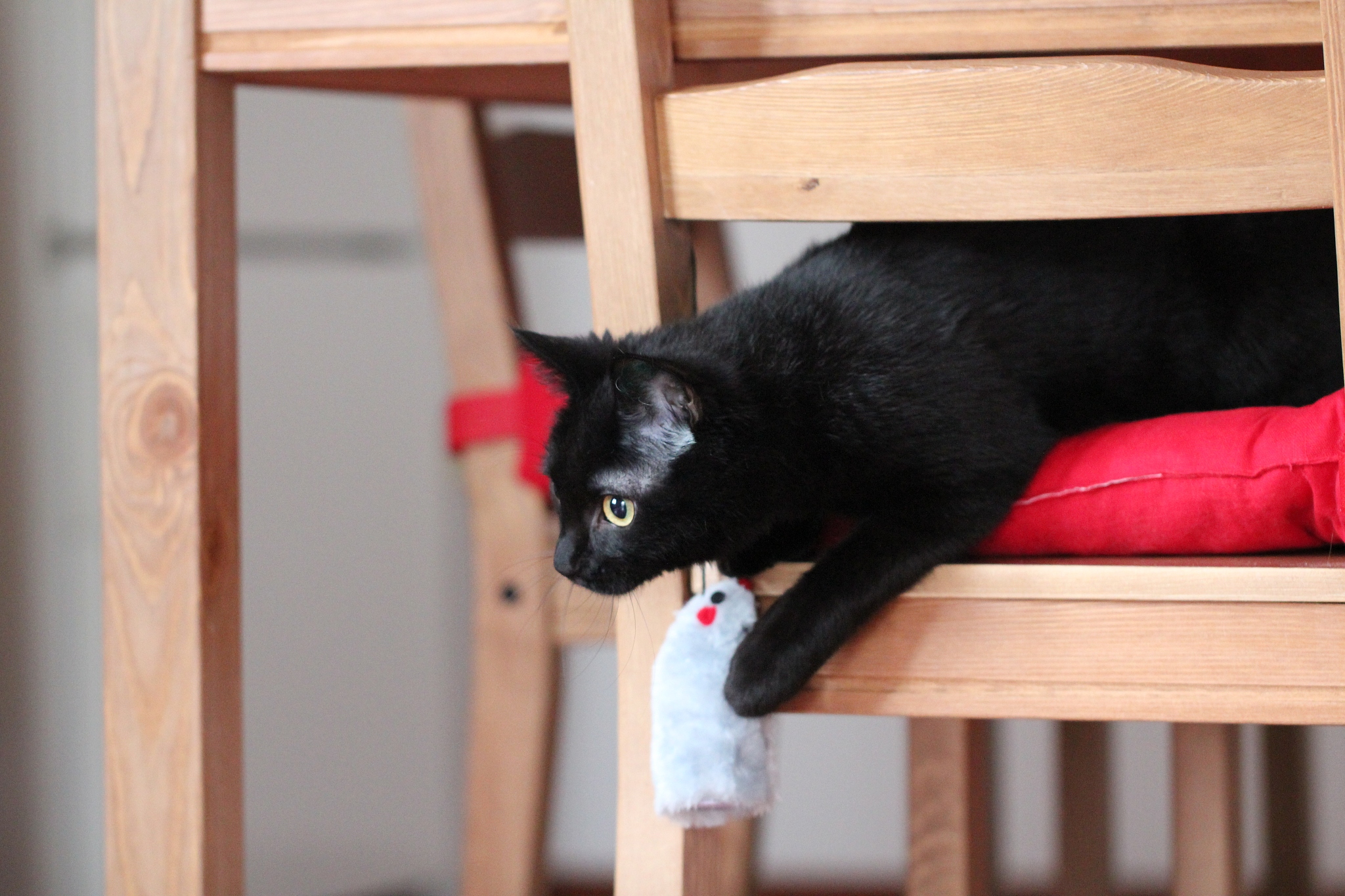 猫鼠游戏技巧：猫队和鼠队必胜策略