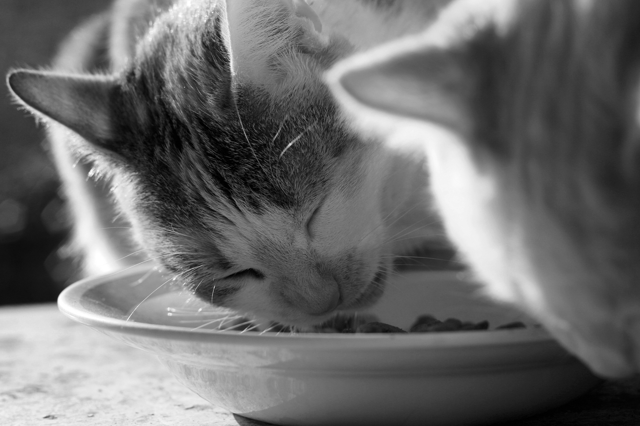 小猫吃食的可爱瞬间：拖到角落津津有味