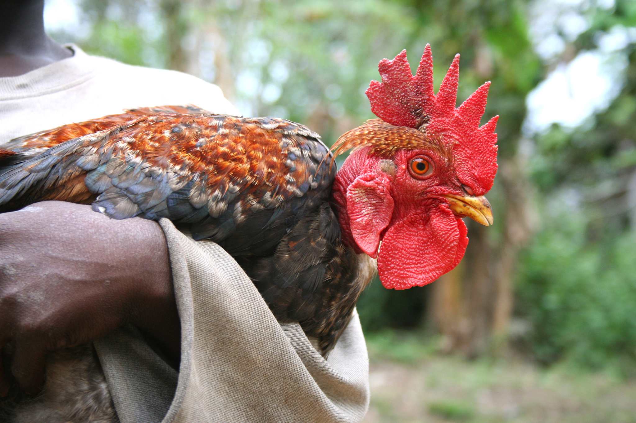 african child with chicken