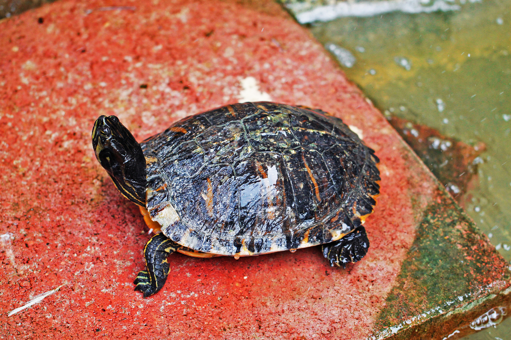turtle