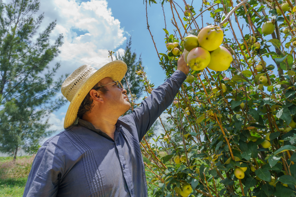 山西隰县蜂蜜梨种植面积突破3万亩：甜蜜产业带动乡村振兴