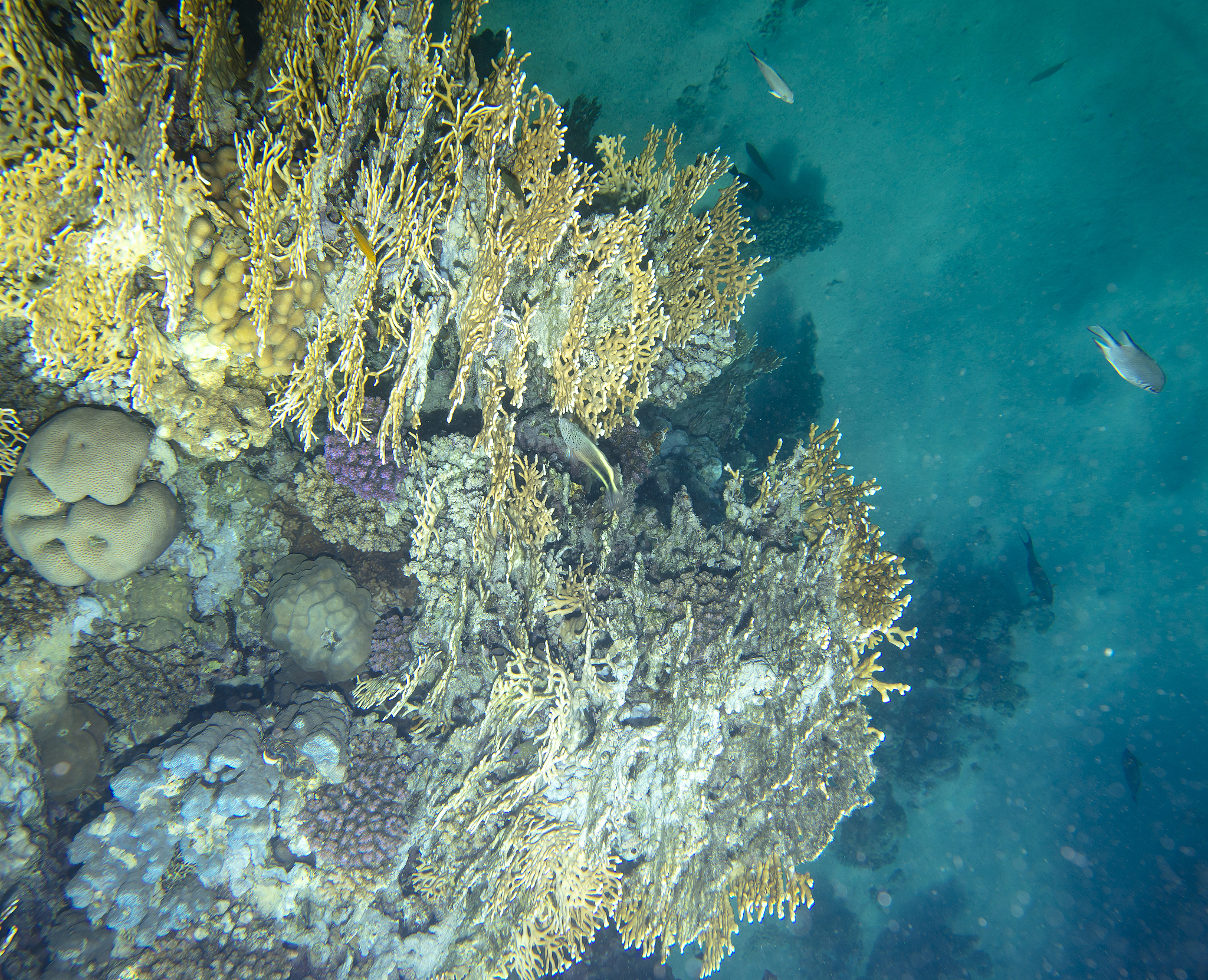 海洋二次生产力：浮游动物的能量转化 | 海洋生态系统的重要组成部分