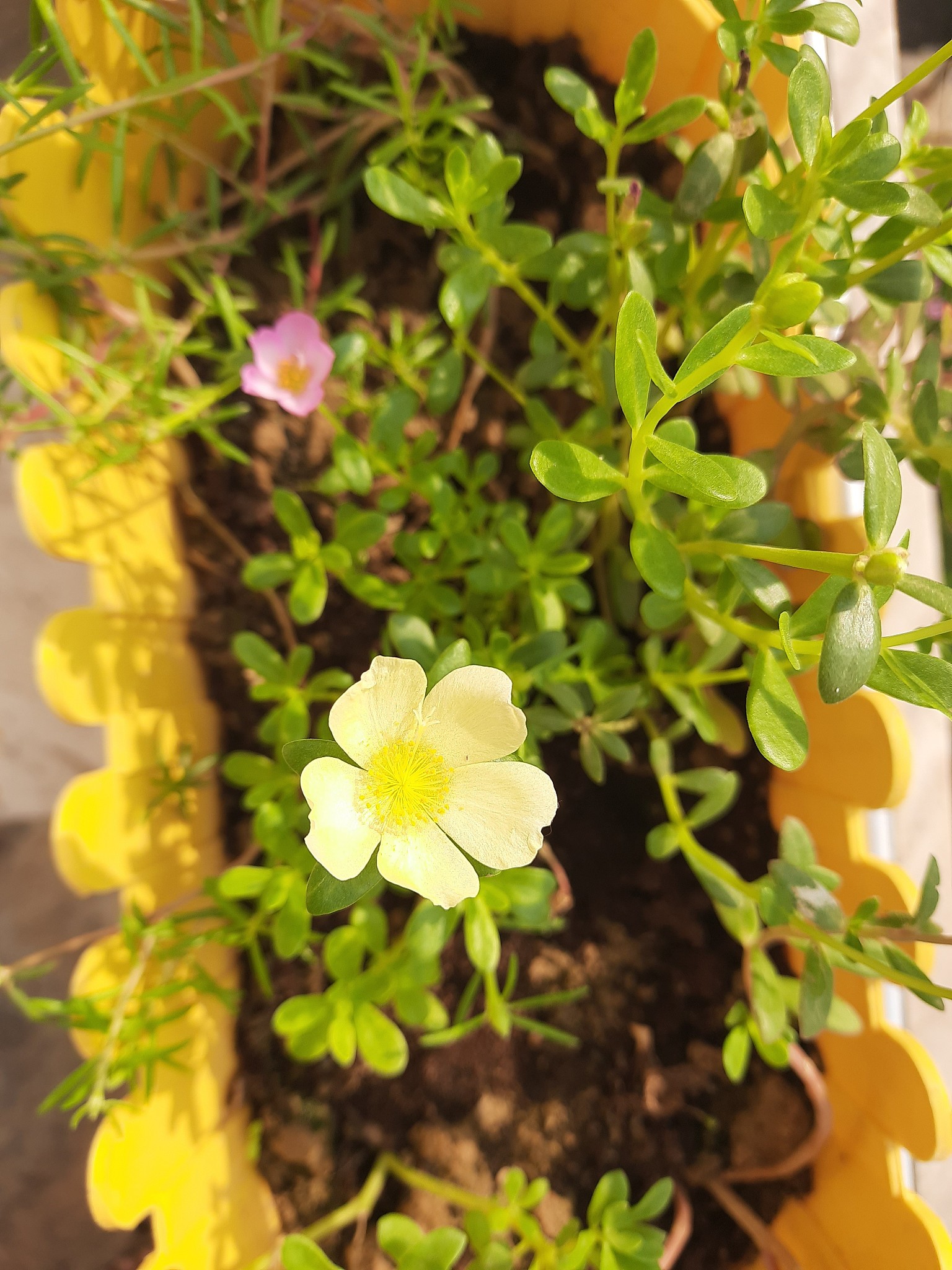 迎春花叶子发黄怎么办？400字解决方法！