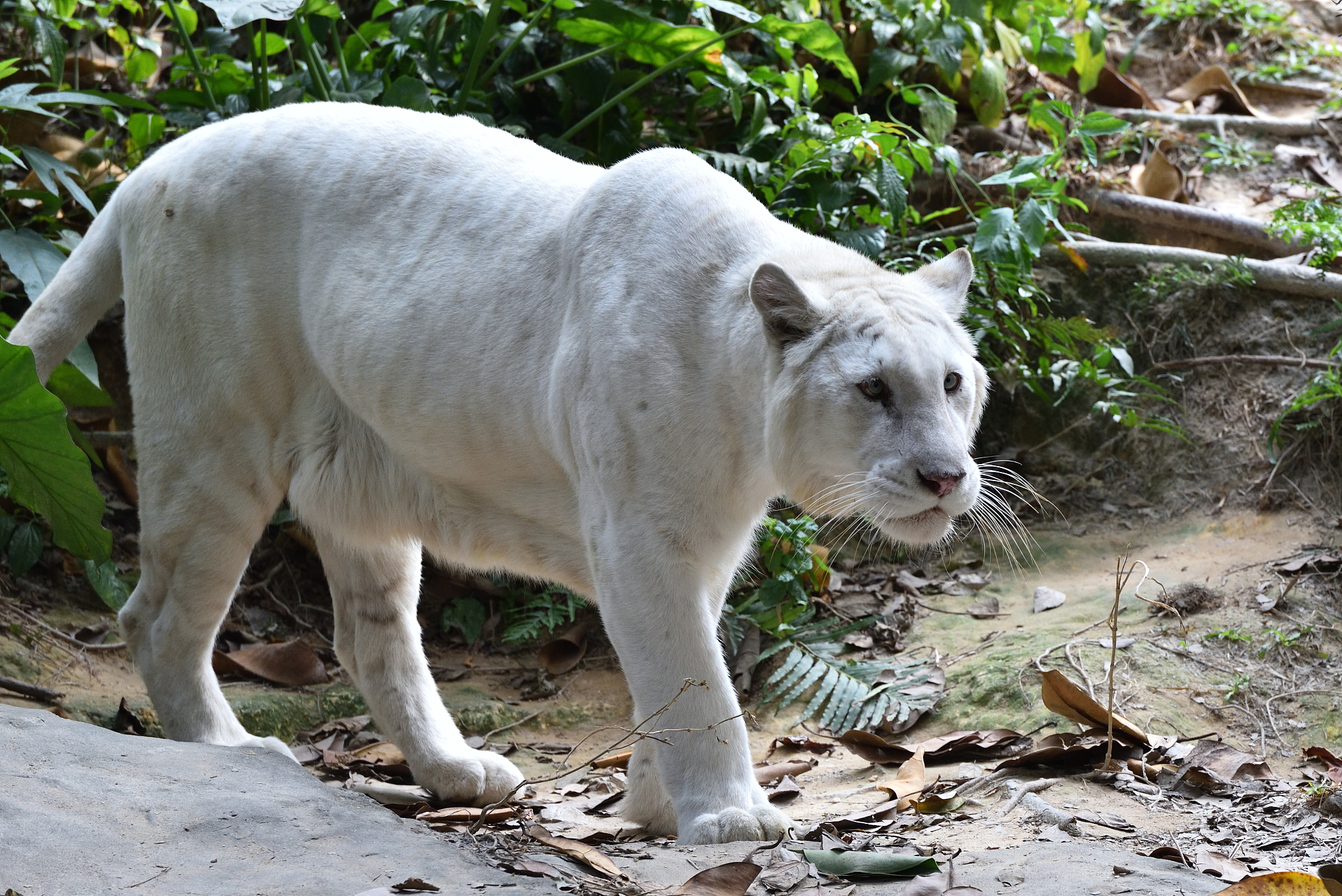 常见的白色动物有哪些？盘点10种白色动物