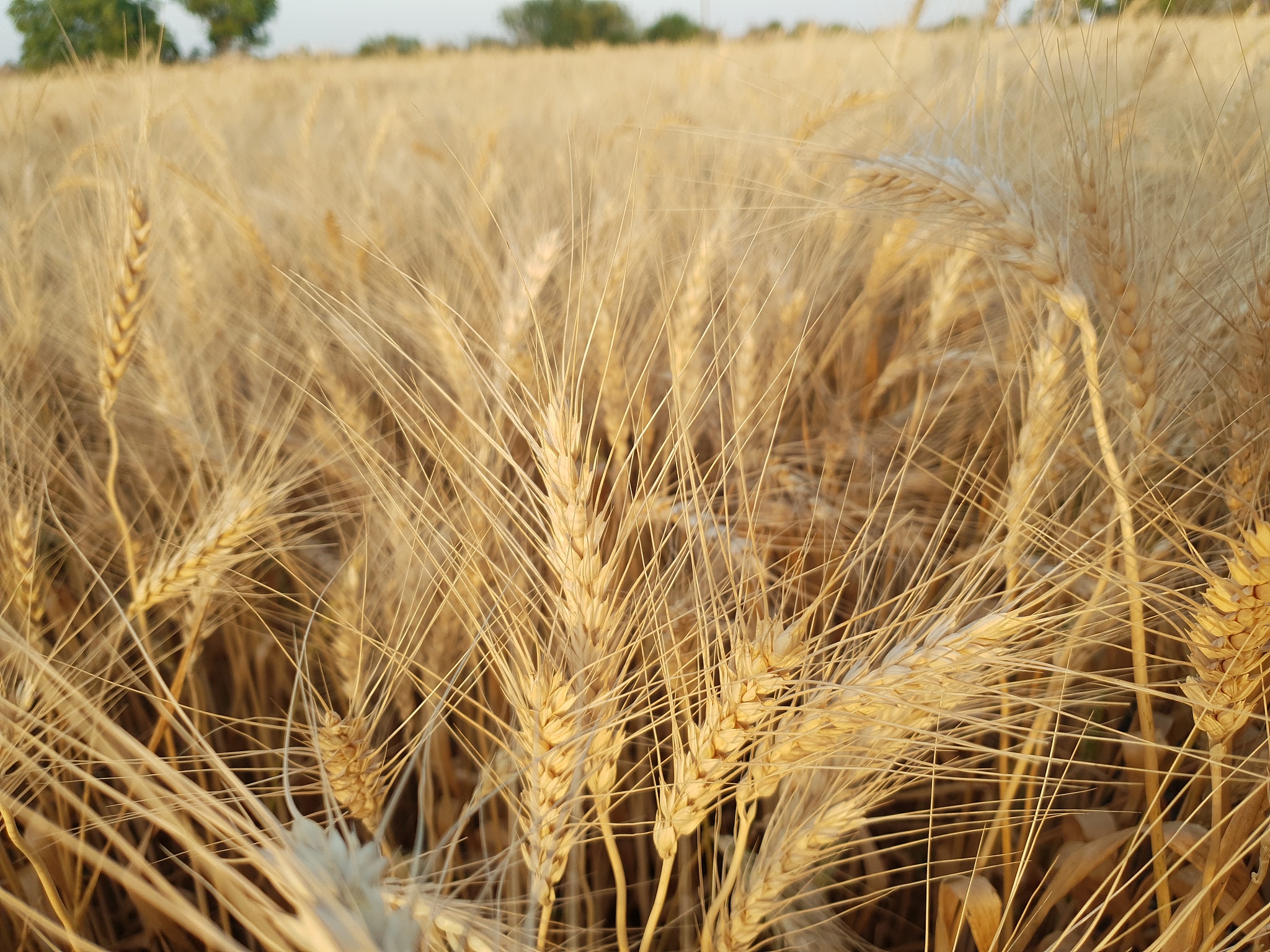 在中国黄淮冬小麦种植区110°E-118°E和34°N-36°NFeng等1999年在该地区的risk of spring frost 一直在持续增加自20世纪70年代以Zhong等2007b。此外在中国东部春霜事件在淮河以北的地区也频繁发生31°N-36°N。根据站点统计数据表明1961年至2000年间每个十年由单次春霜引起的小麦产量变化在-2087至343之间Li等2015a改写这段话