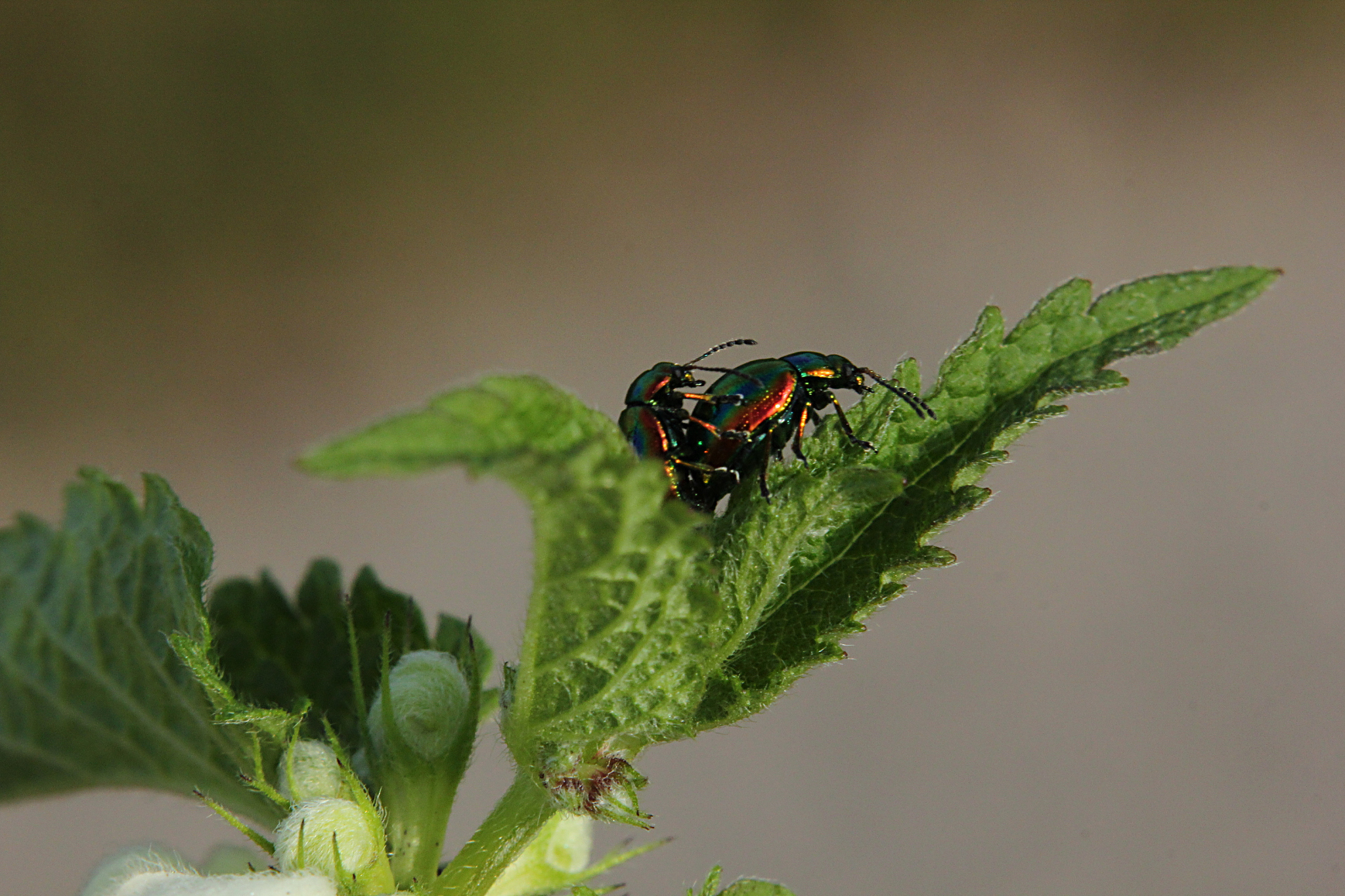动物和植物是如何繁殖后代的？