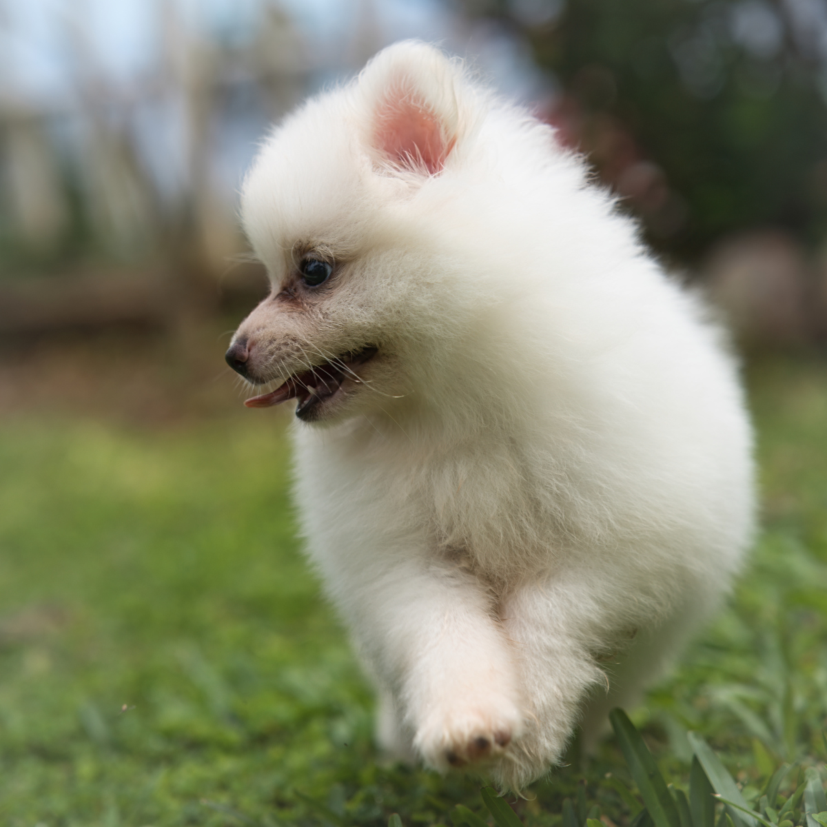 别让这些常见蔬菜伤害你的博美犬,保护它们的健康从餐桌开始!