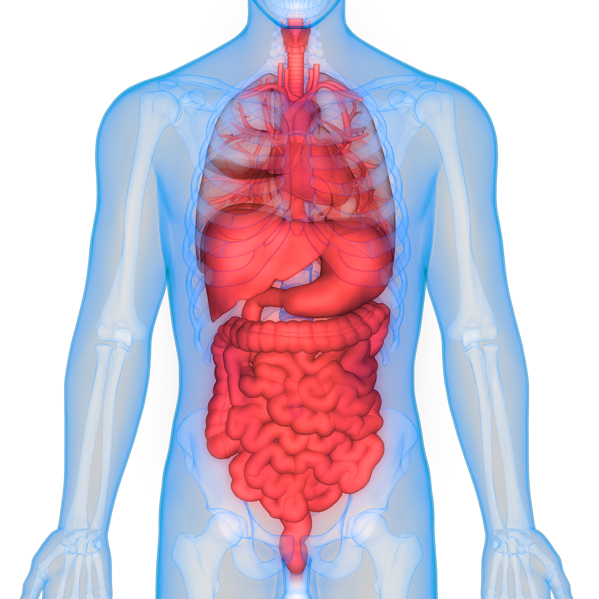 脾脏位置：人体腹腔左上部