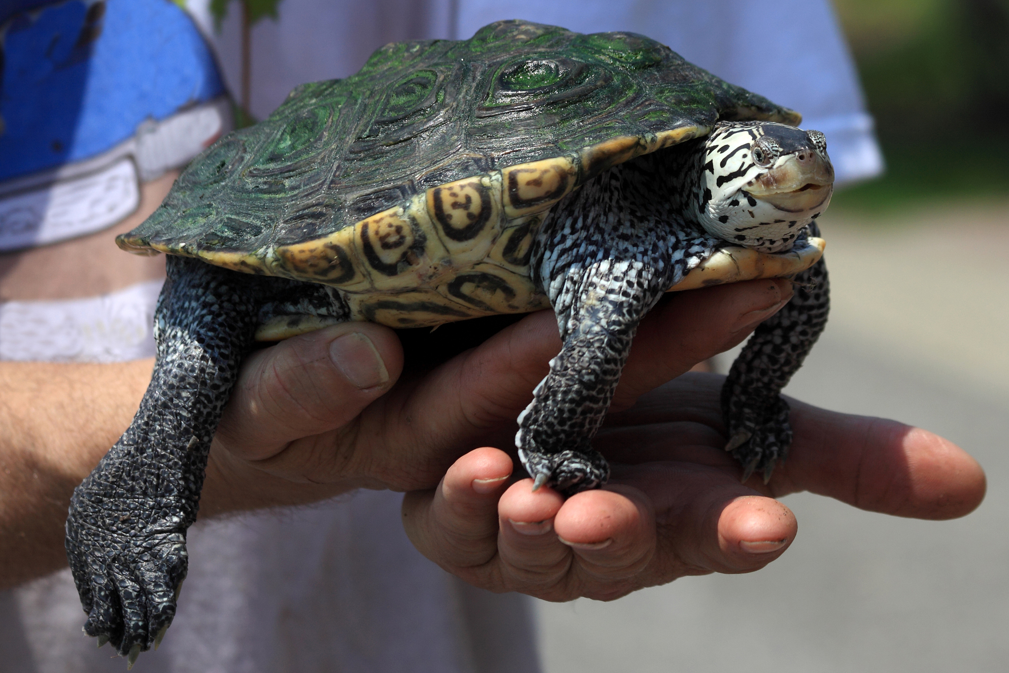 turtle near