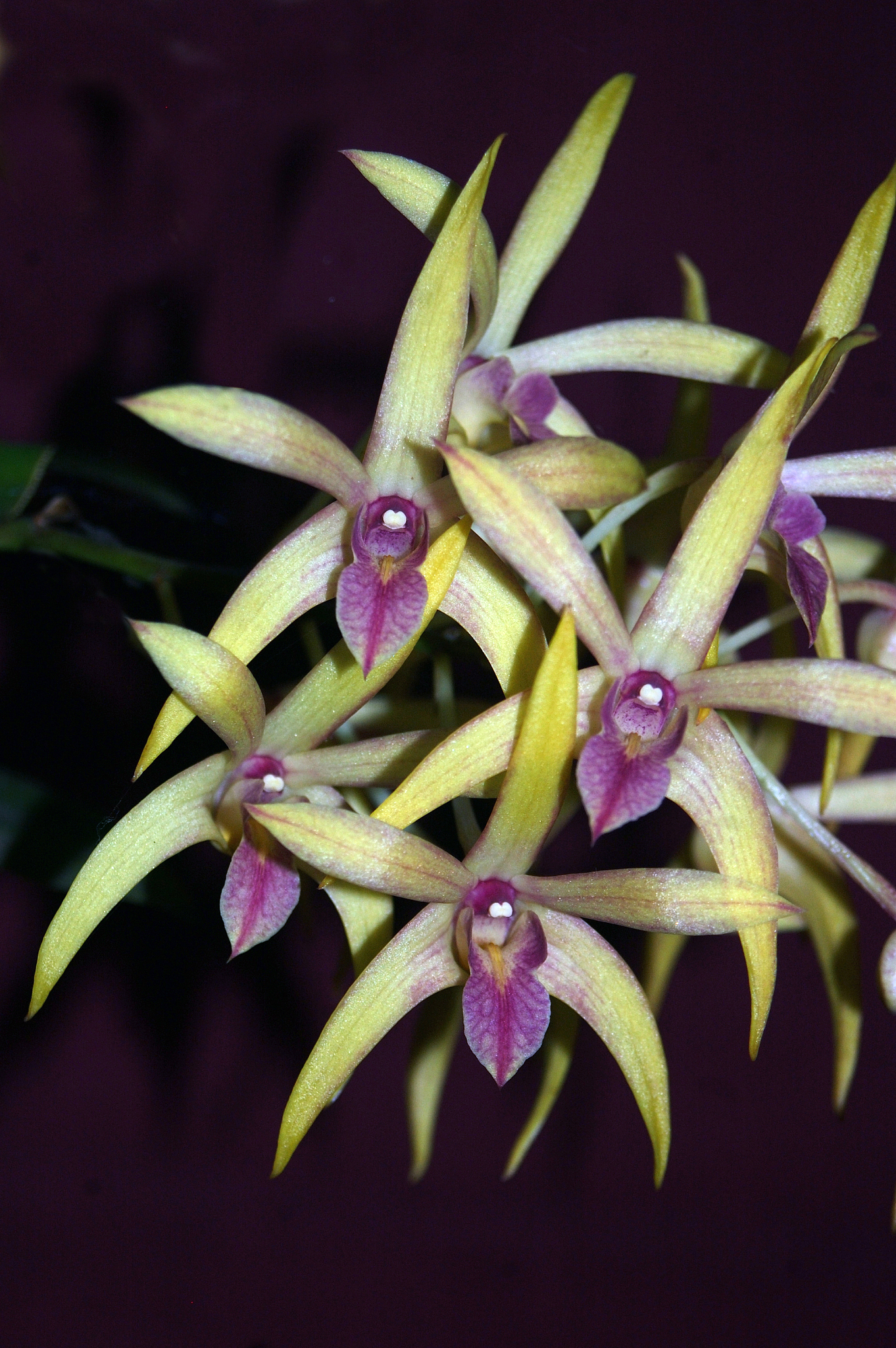 dendrobium orchid