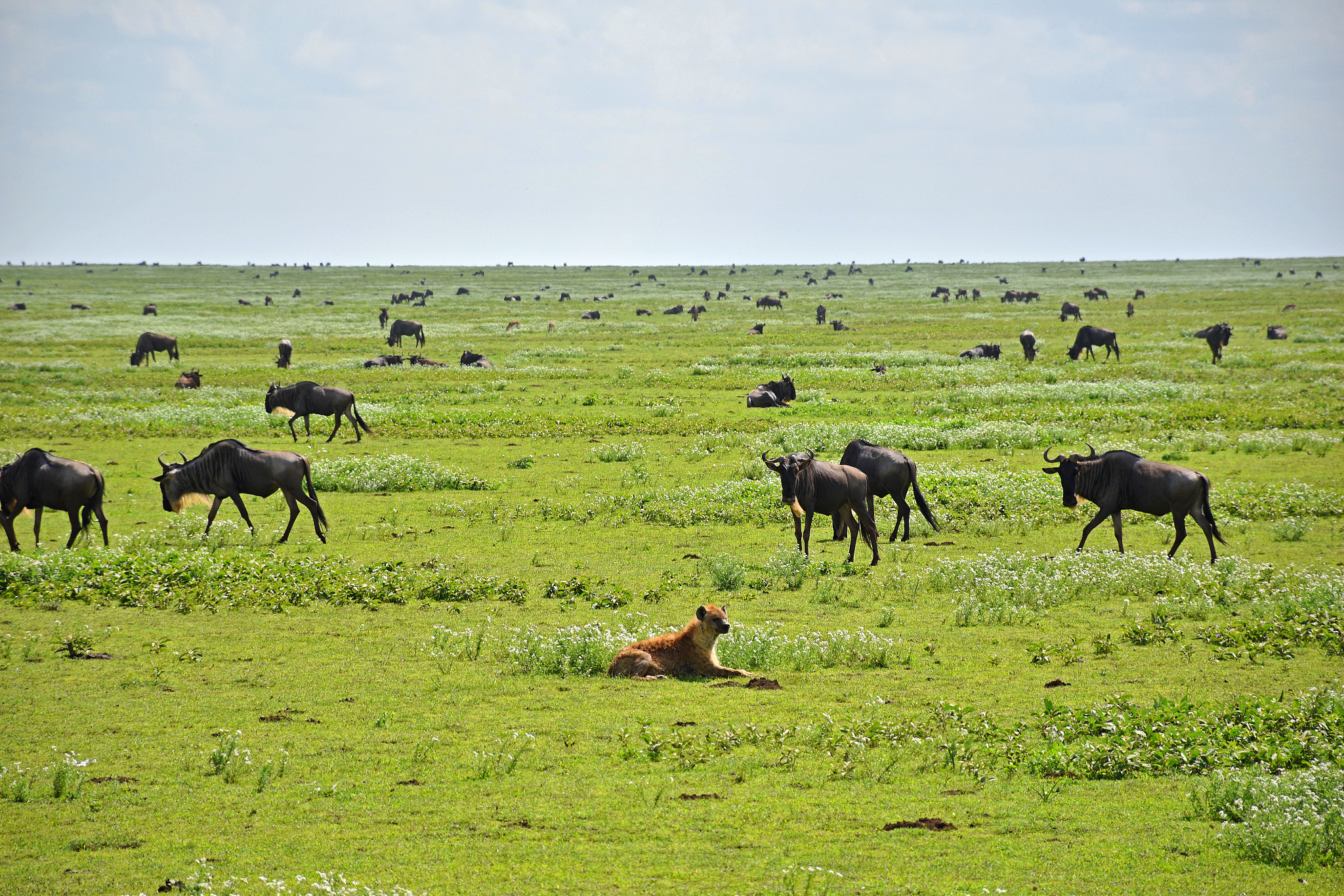 wildebeest herd in the serengeti
