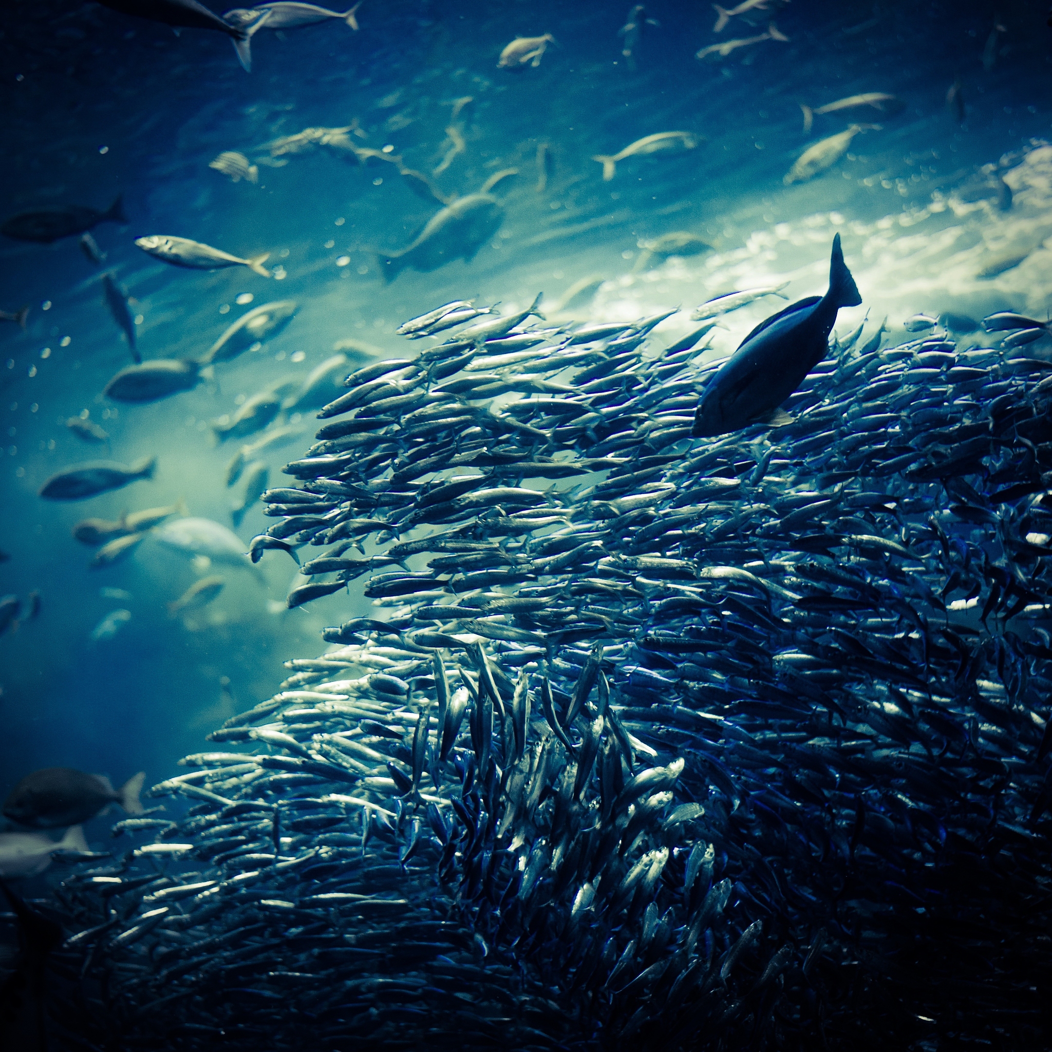 海洋保护：从减少污染到提高意识，我们该如何行动？