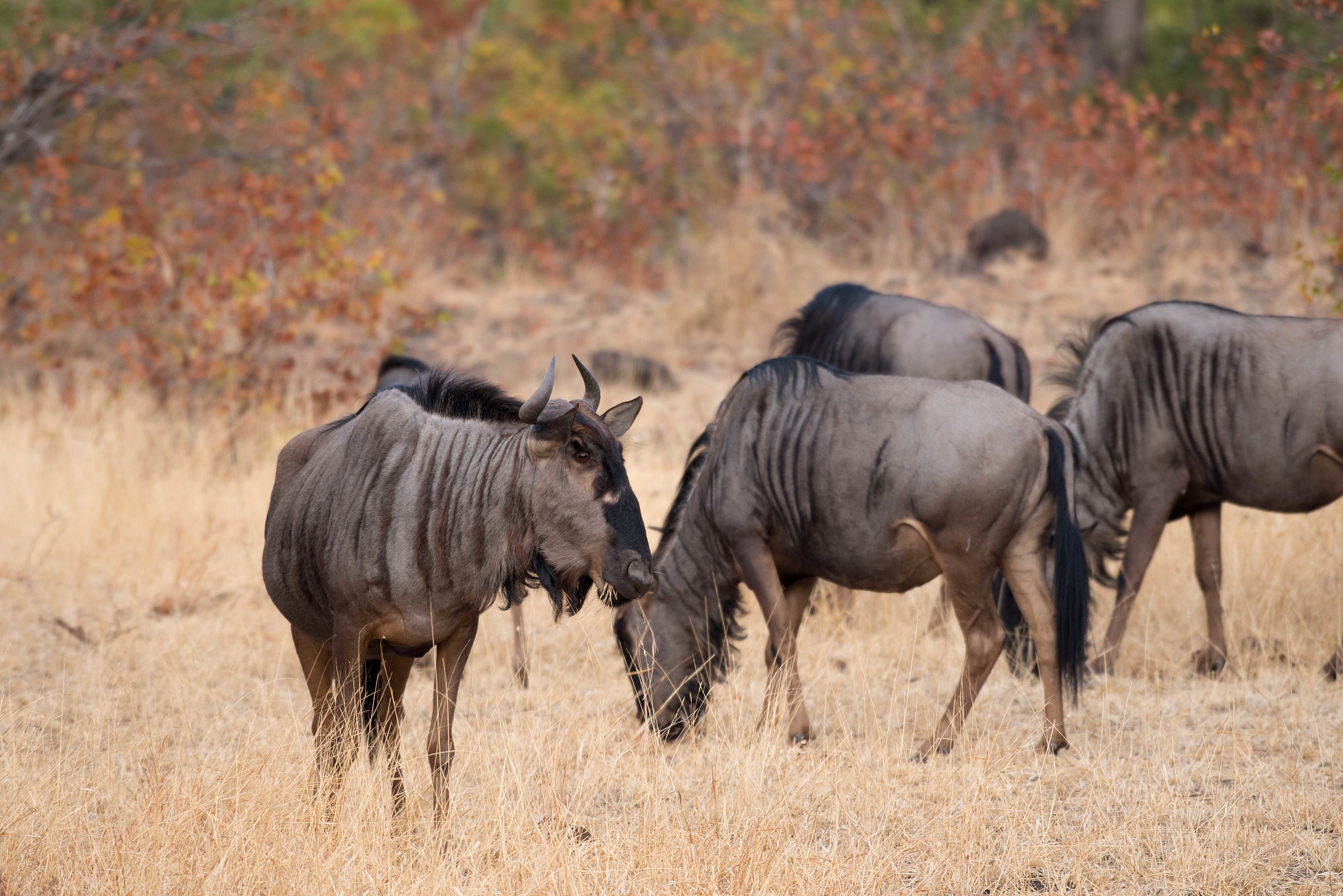 blue wildebeest portrait with herd standing feeding on grass