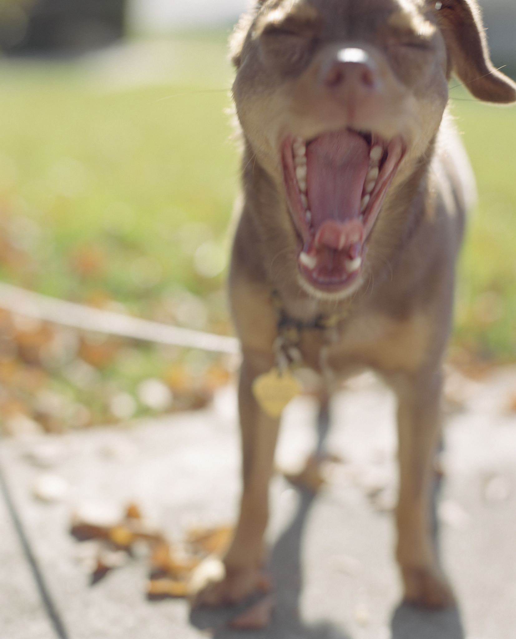 小狗呲牙发火，真的想咬人吗？宠物专家揭秘真相！