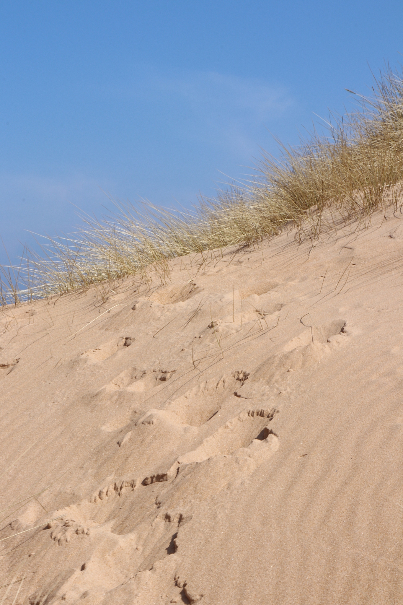 sea, sand, dunes and waves by the beach, seaside