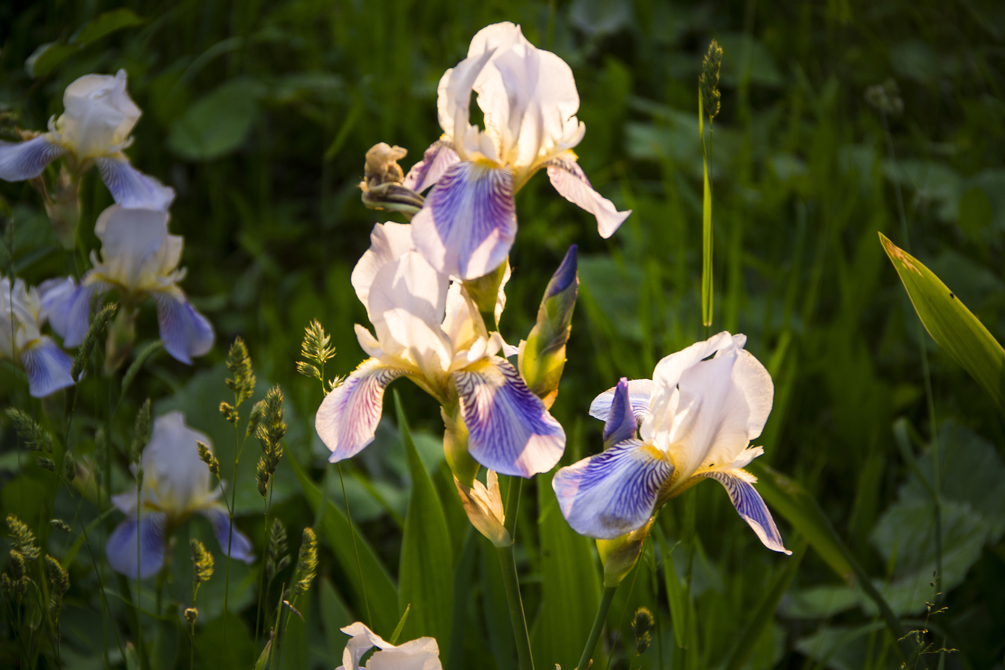 润色下面一段话：钢筋混凝土柱-钢梁混合框架结构简称为RCSReinforced Concrete Columns and SteelBeams充分利用和发挥了钢和钢筋混凝土构件各自的优点是一种低成本、高效率的结构形式27-28。钢筋混凝土柱的抗压性能好稳定性好、耐久性和耐火性好钢梁的抗弯性能好质量轻施工方便可以形成较大使用空间。
