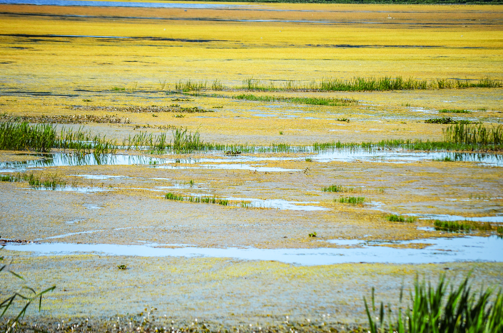 洱海流域畜禽养殖户调研问卷：了解您的养殖情况