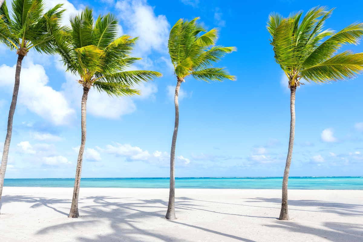 椰白诗歌：海边守护者的美丽与诗意