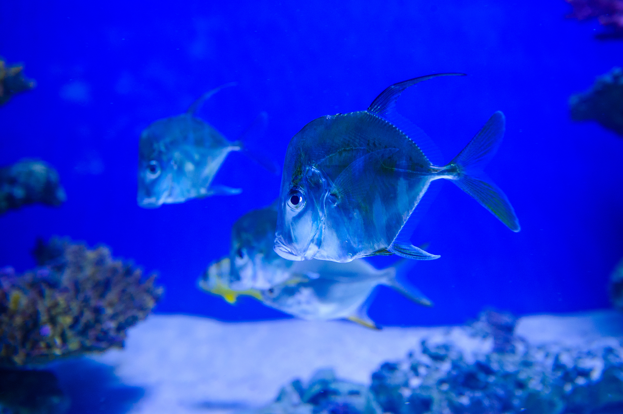tropical sea fish