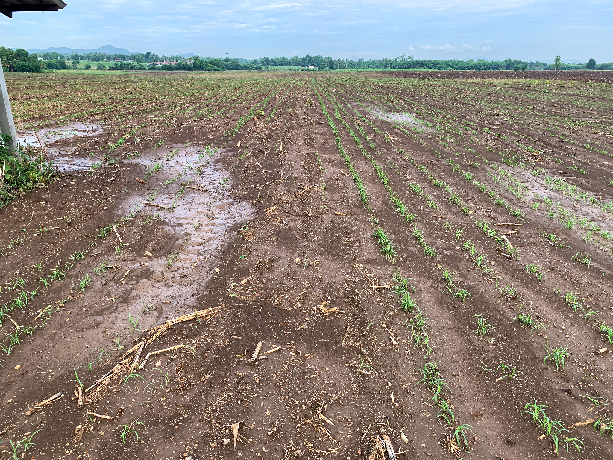 除草剂的用量和药害产生