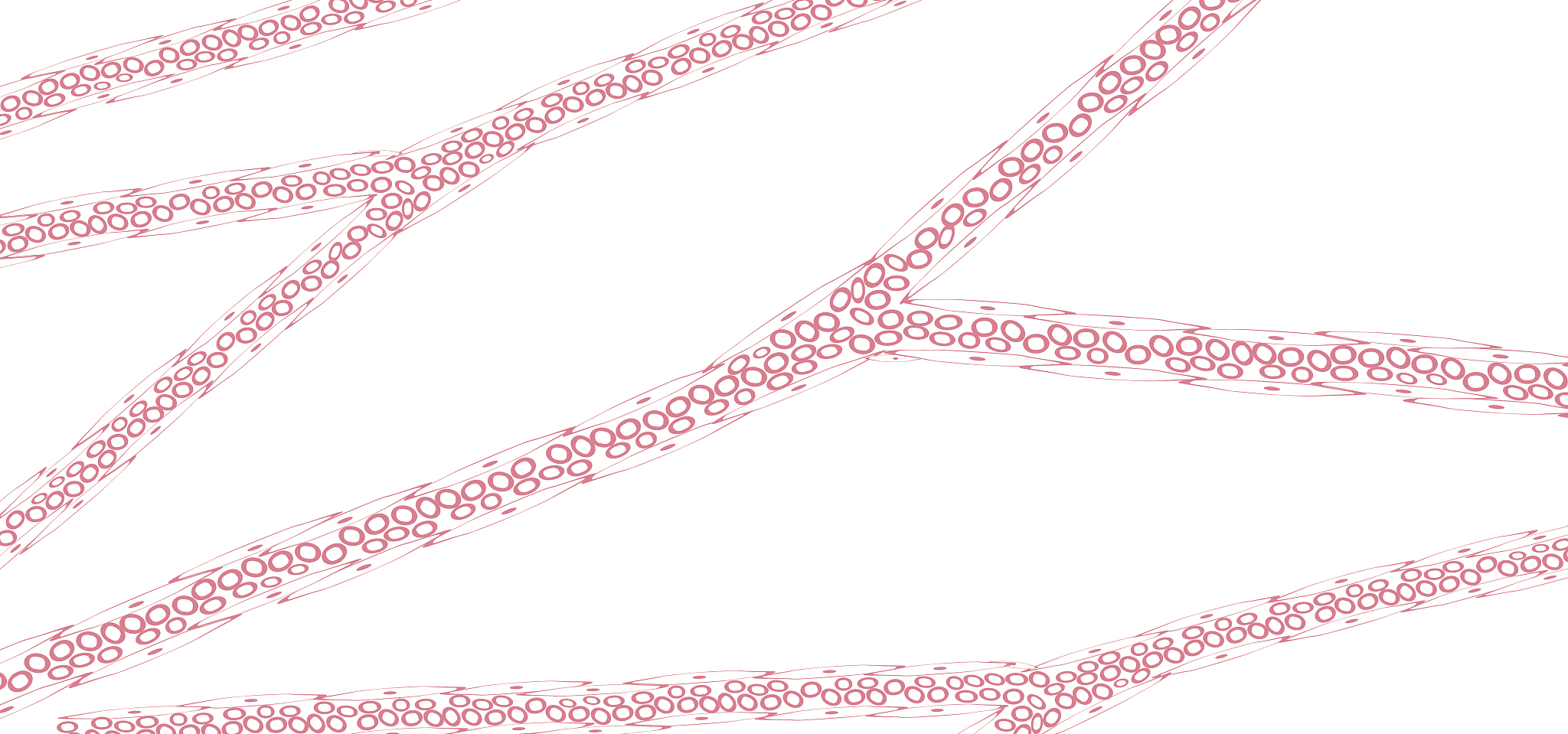 关于毛细血管的描述是否存在错误？