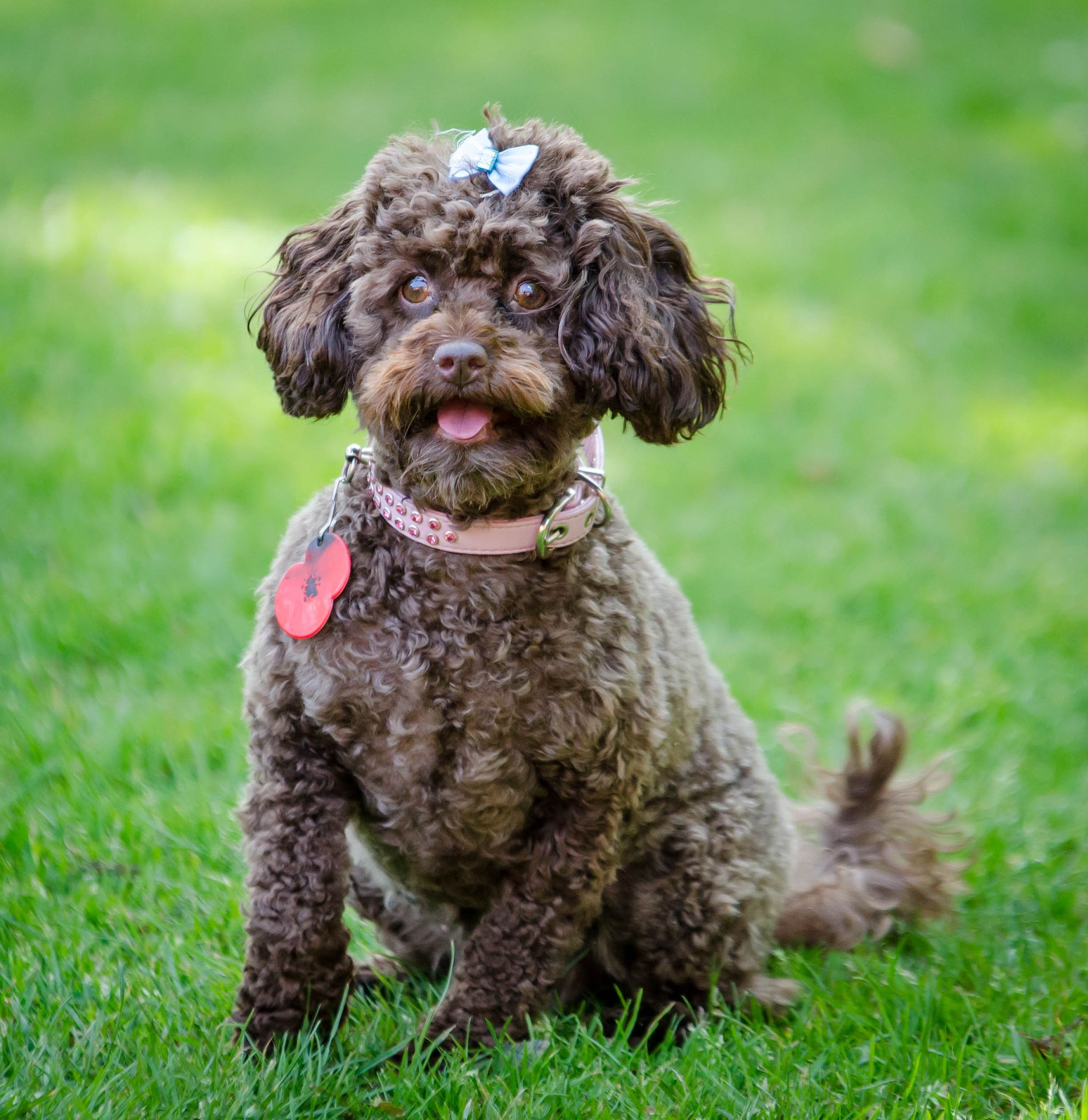 狗狗正常体温是多少？-宠物狗体温范围及发烧判断