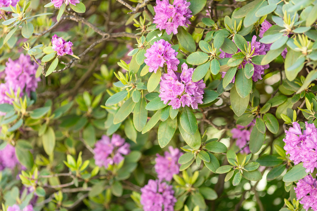 关于浙江地区的植物给我带来的思考的作文600字