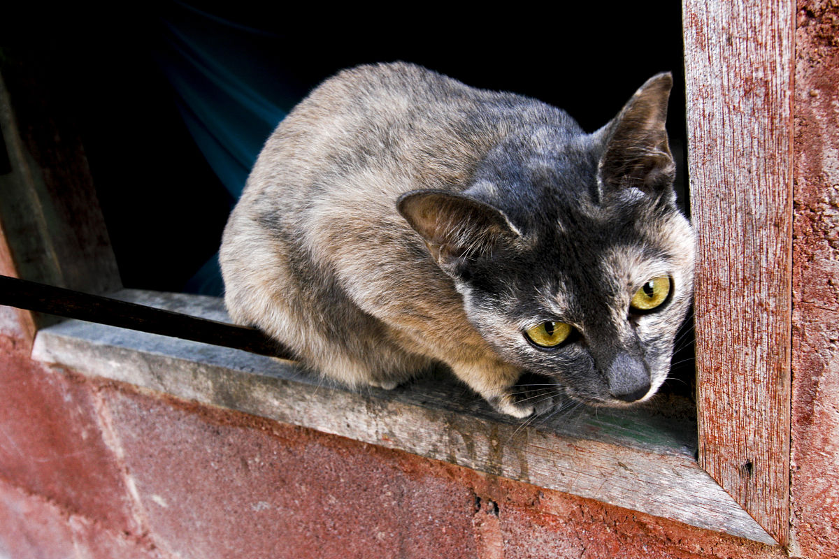 猫的中心句：优美、神秘，人类的好伙伴