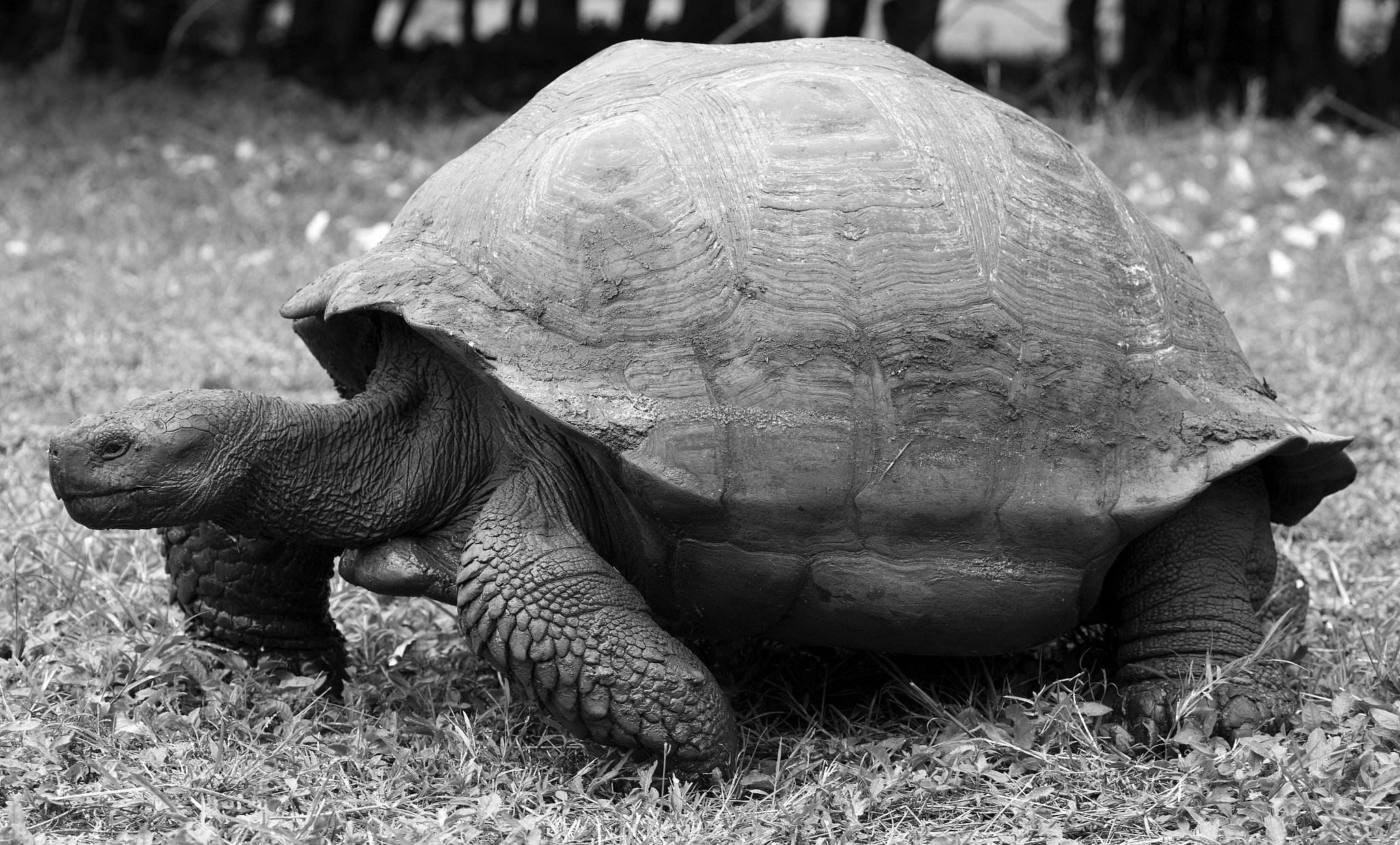 giant tortoise