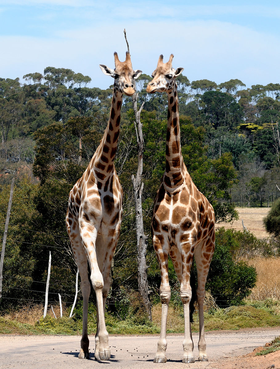 长颈鹿的奇妙之旅：一次难以忘怀的动物园体验