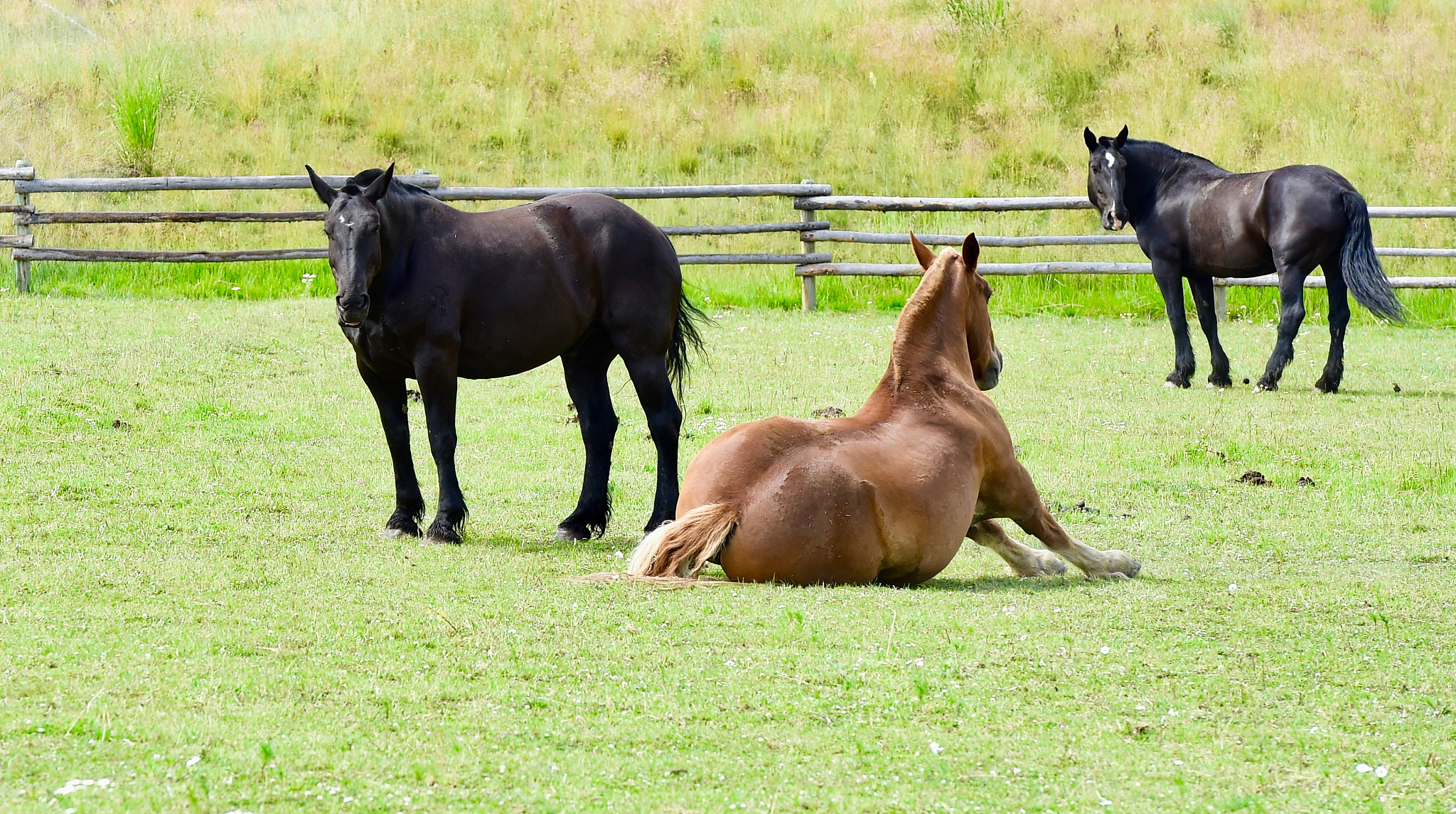 wyoming horses