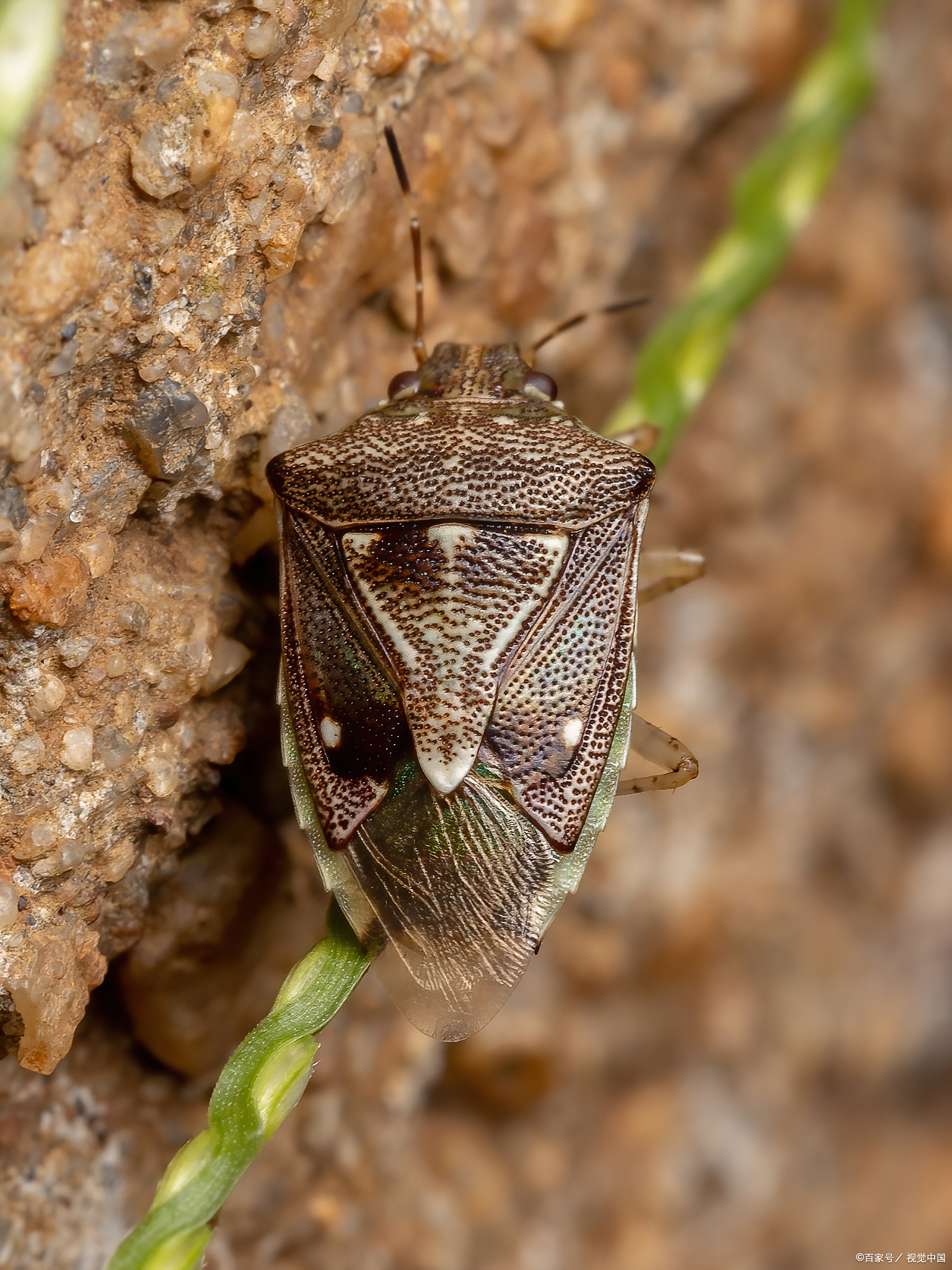 打屁虫有什么功效，怎样食用