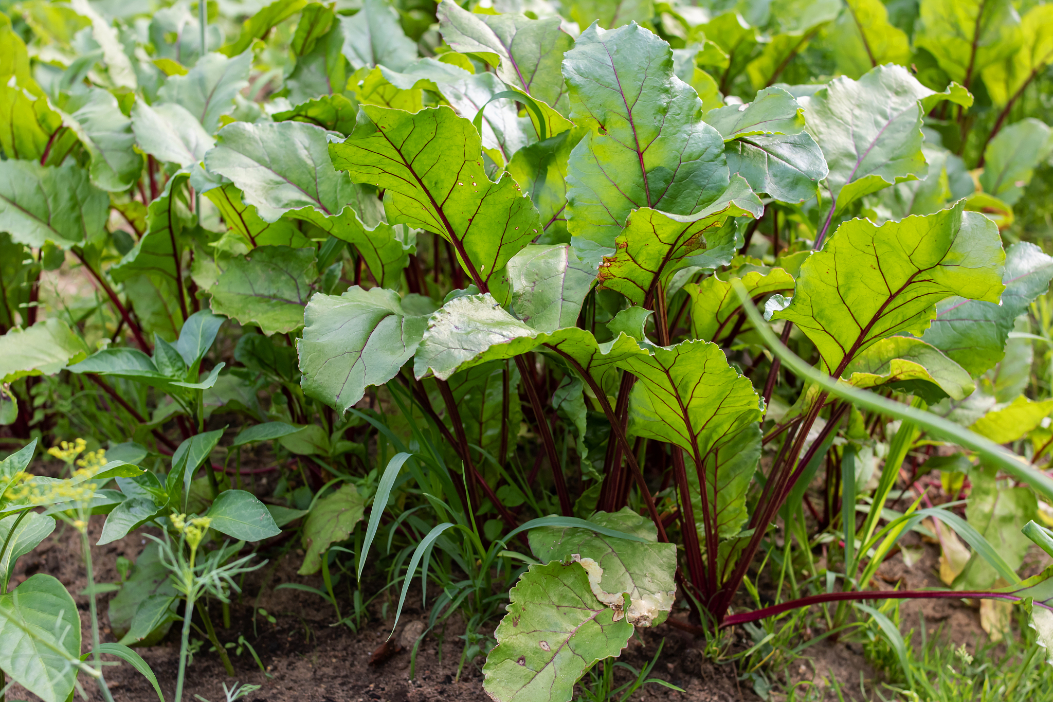 green beet leaves in the garden closeup