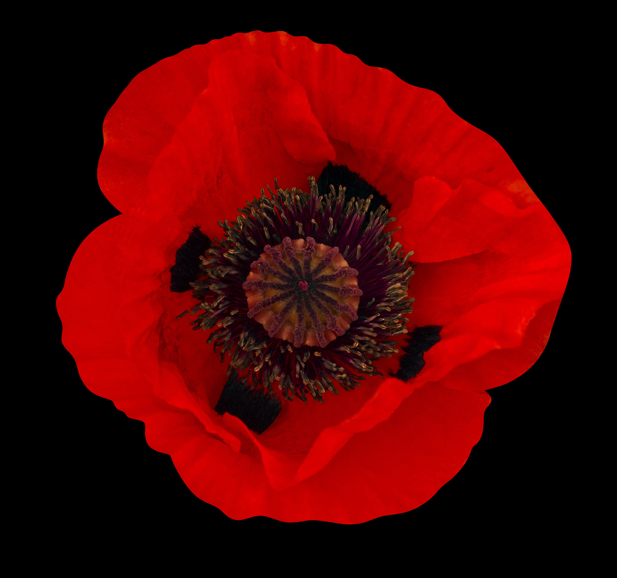 寻梦环游记：米格首次花瓣桥上的心理分析