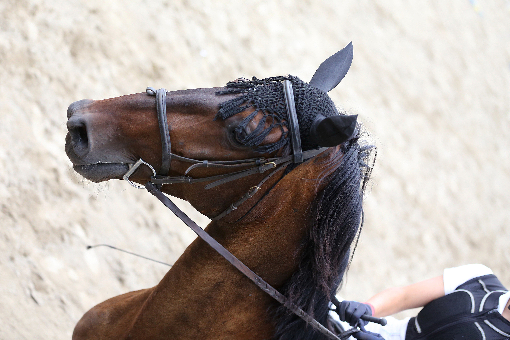 headshot close up of a dressage horse during competition event